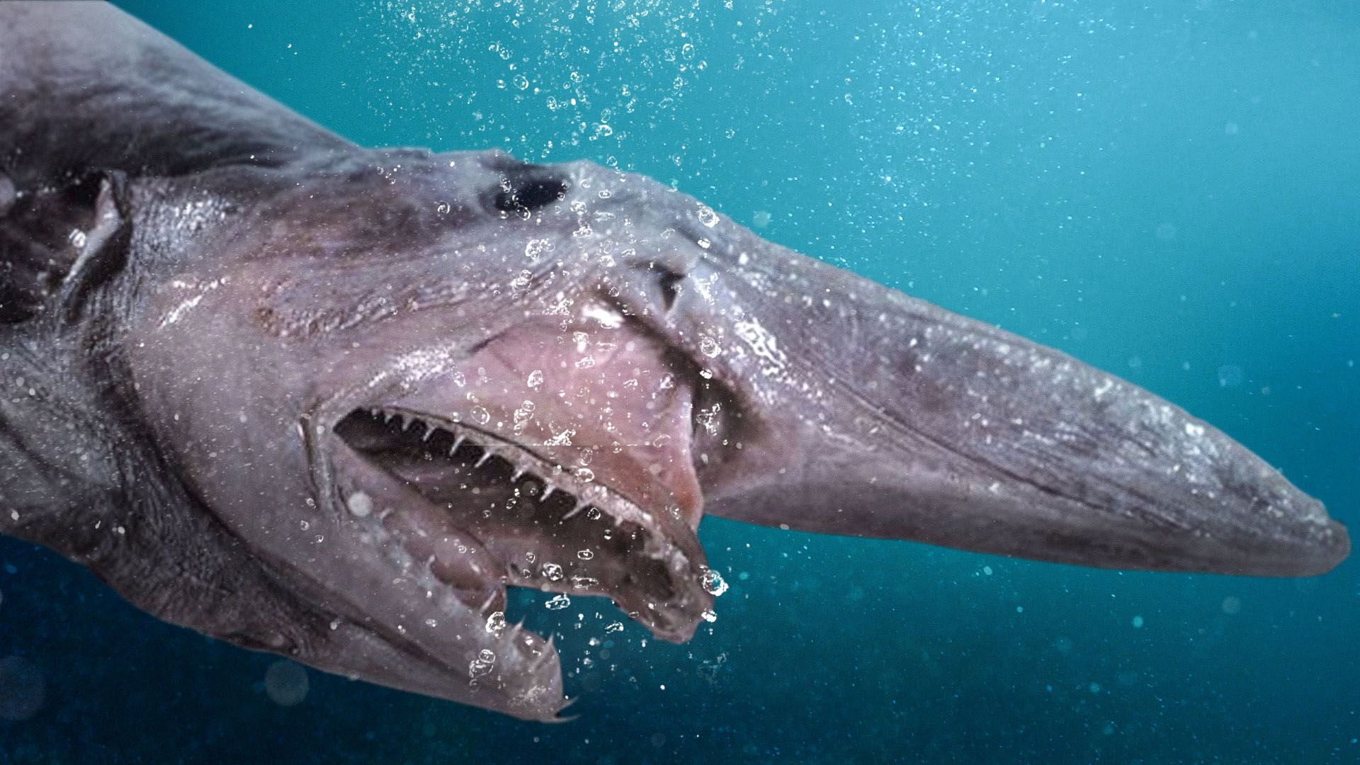 1920x1080 Goblin Shark Has Finally Been Filmed Alive in Its Natural Deep Ocean Habitat. What If Show