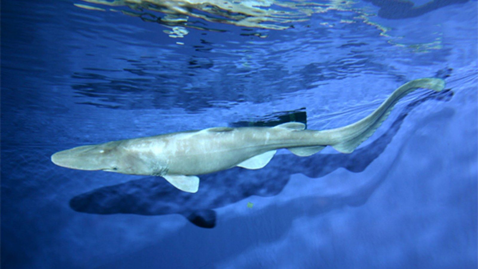 1600x900 Rare 18 Foot Goblin Shark Caught Off Florida Coast Is A 'Living Fossil' [PHOTOS]