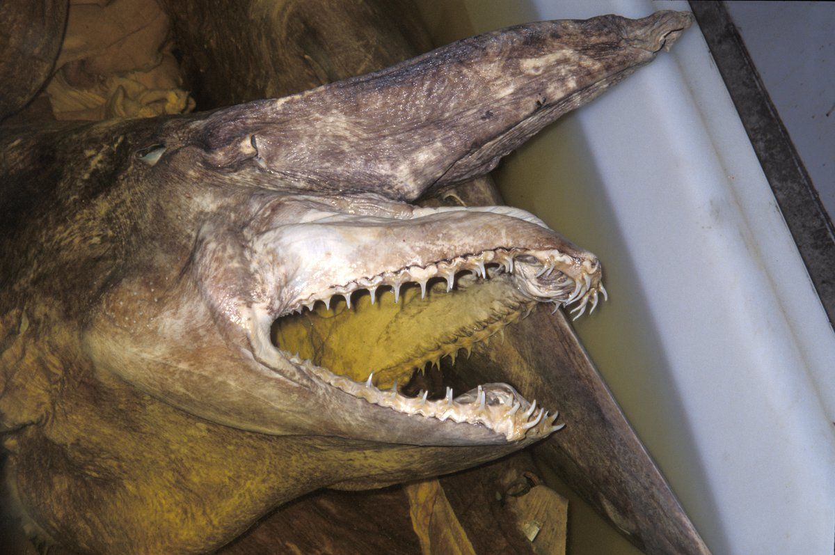 1200x797 Goblin Shark Australian Museum