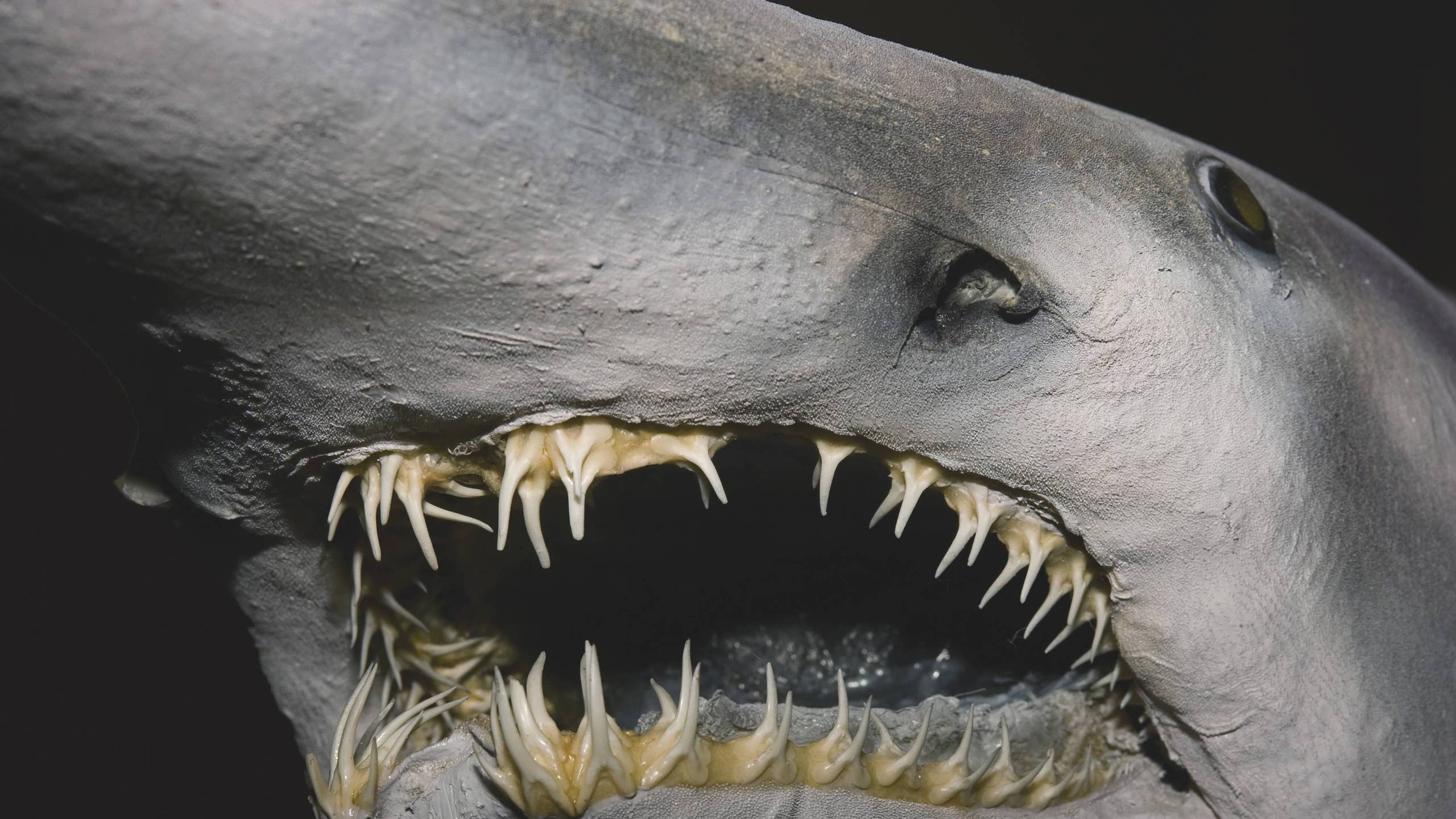2560x1440 Pregnant Goblin Shark Weighing 700 Pounds Caught in Taiwan's Journal