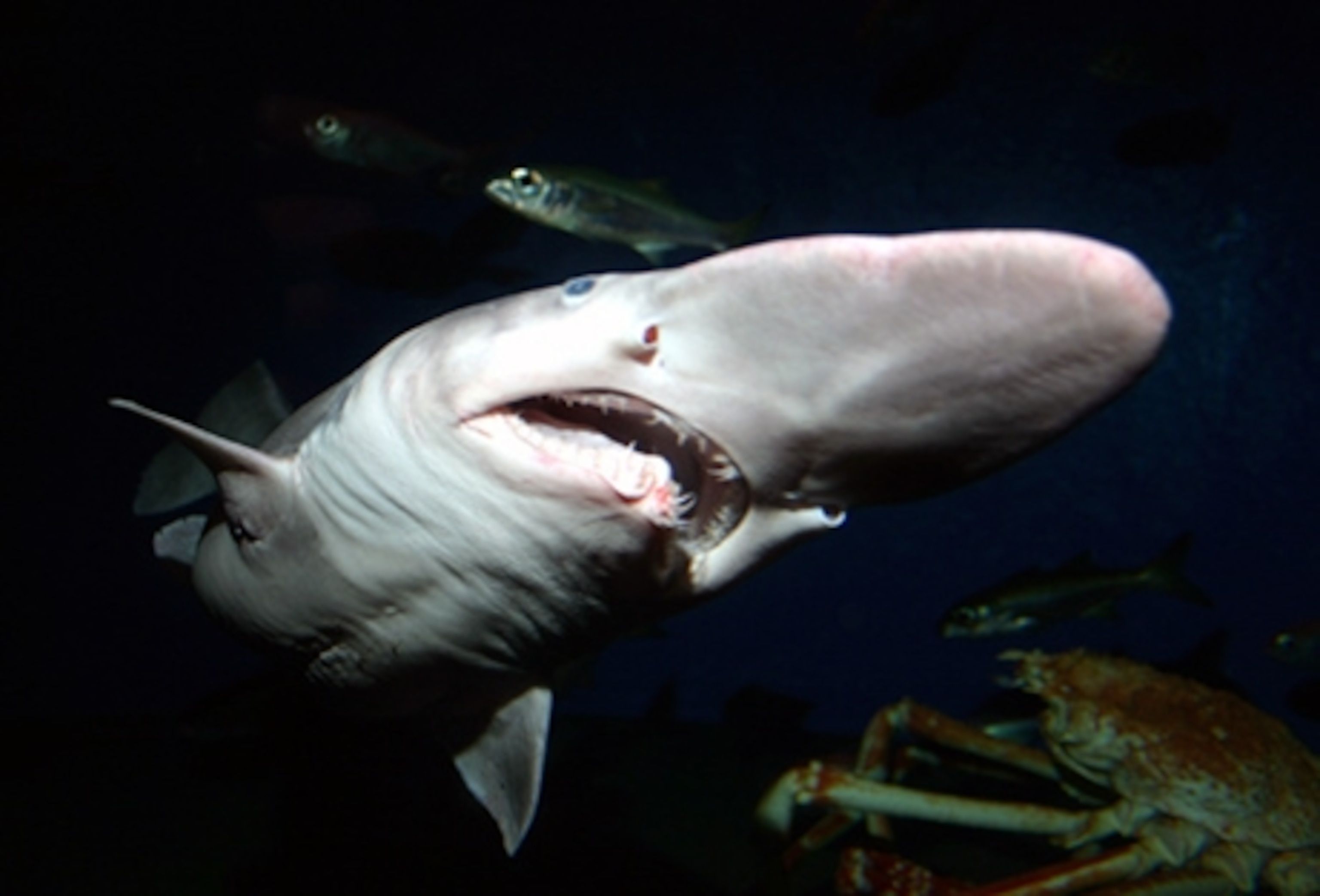 3072x2086 Rare Prehistoric Goblin Shark Caught in Japan