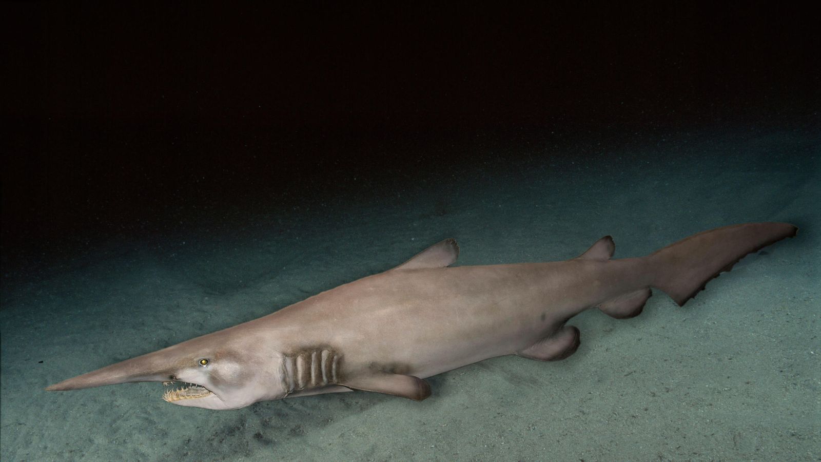 1600x900 These sharks could live in British waters