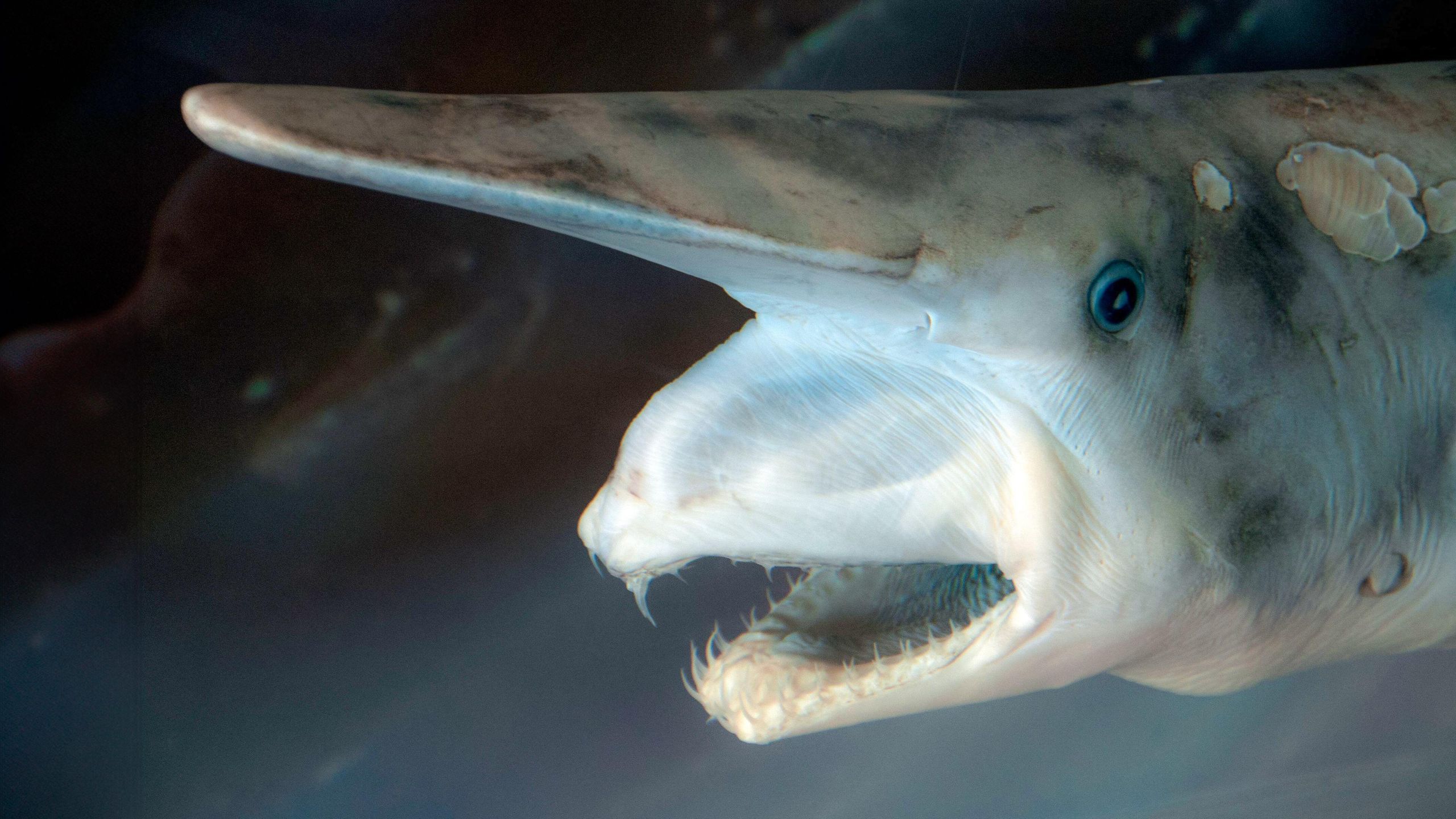 2560x1440 First Ever Camera Footage Of World's “ugliest Shark” In Its Natural Habitat Captured By Researchers. Digital Camera World