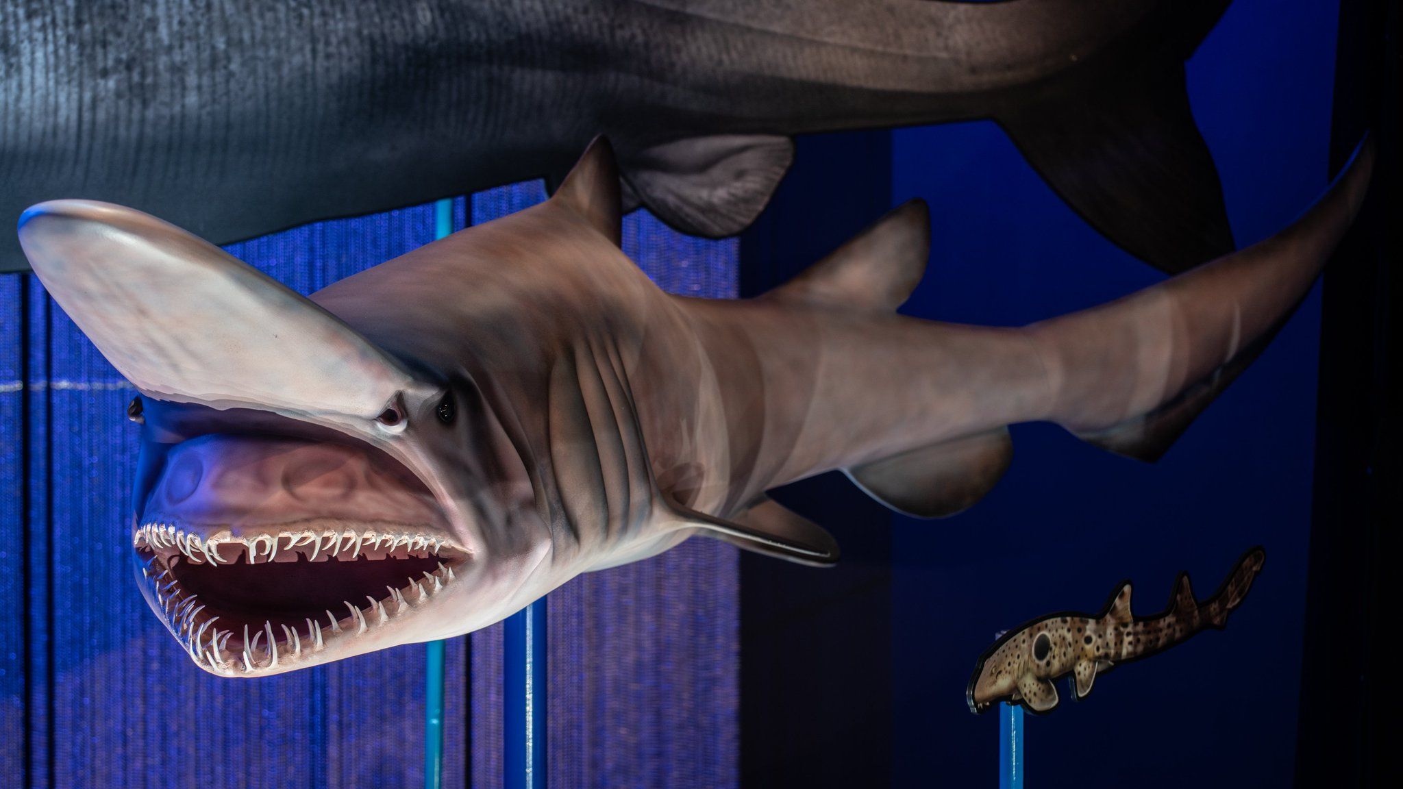 2048x1152 American Museum Of Natural History On X: Get Ready For Day 3 Of DaysOfSharks! #DYK? The Deep Sea Goblin Shark Can Shoot Its Jaw Forward At 10 Feet (3 M) Per Second To