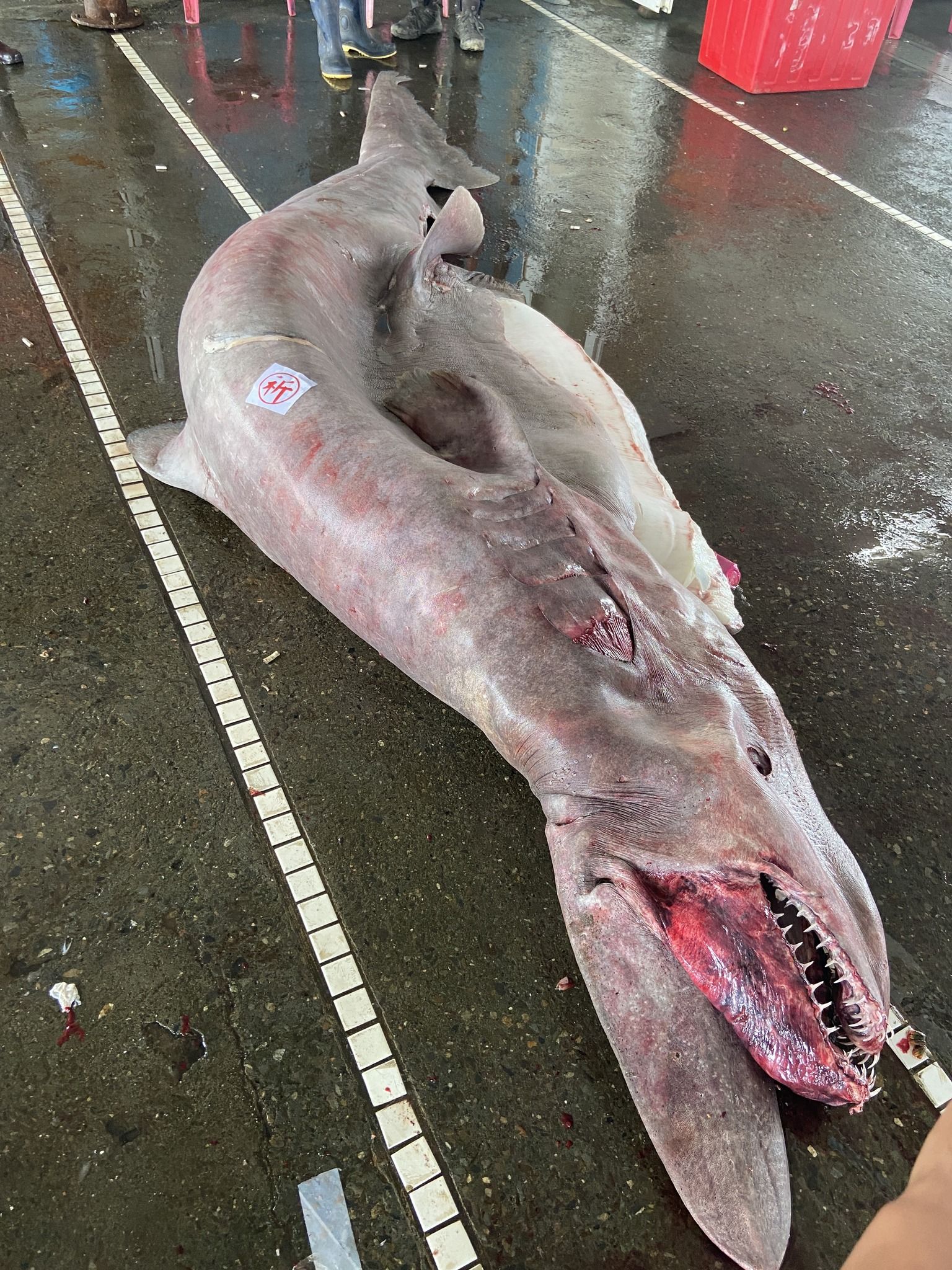 1536x2048 Rare 760 Pound Goblin Shark Pregnant With 6 Pups Trawled Up From Taiwan Waters