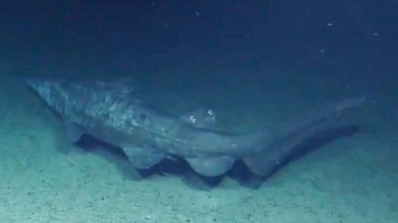 1600x900 Previously, the sharks had only been filmed and reported alive after being hooked on a fishing line and hauled to the surface