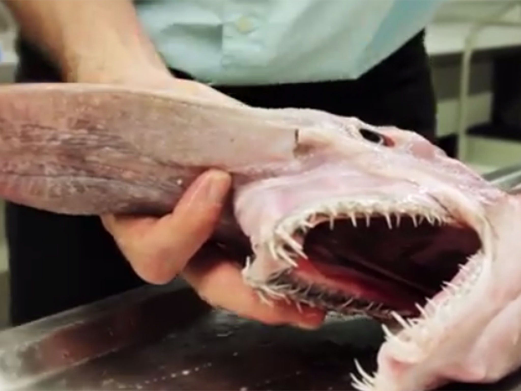 2048x1536 Video: Extremely Rare And Strange Looking Goblin Shark Dissected By Researchers In Australia