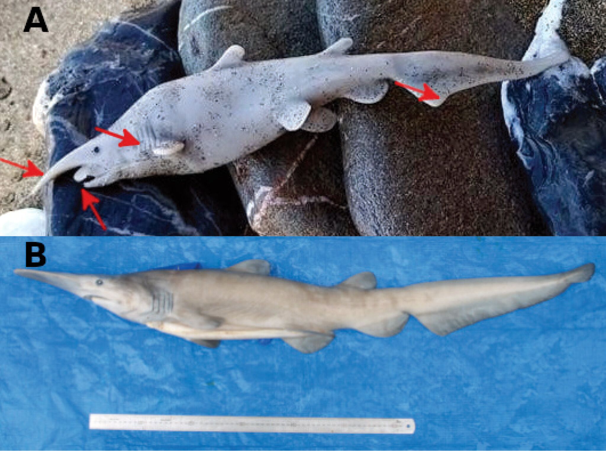 2048x1524 The Shark 'Didn't Look Right.' Was It a Plastic Toy?
