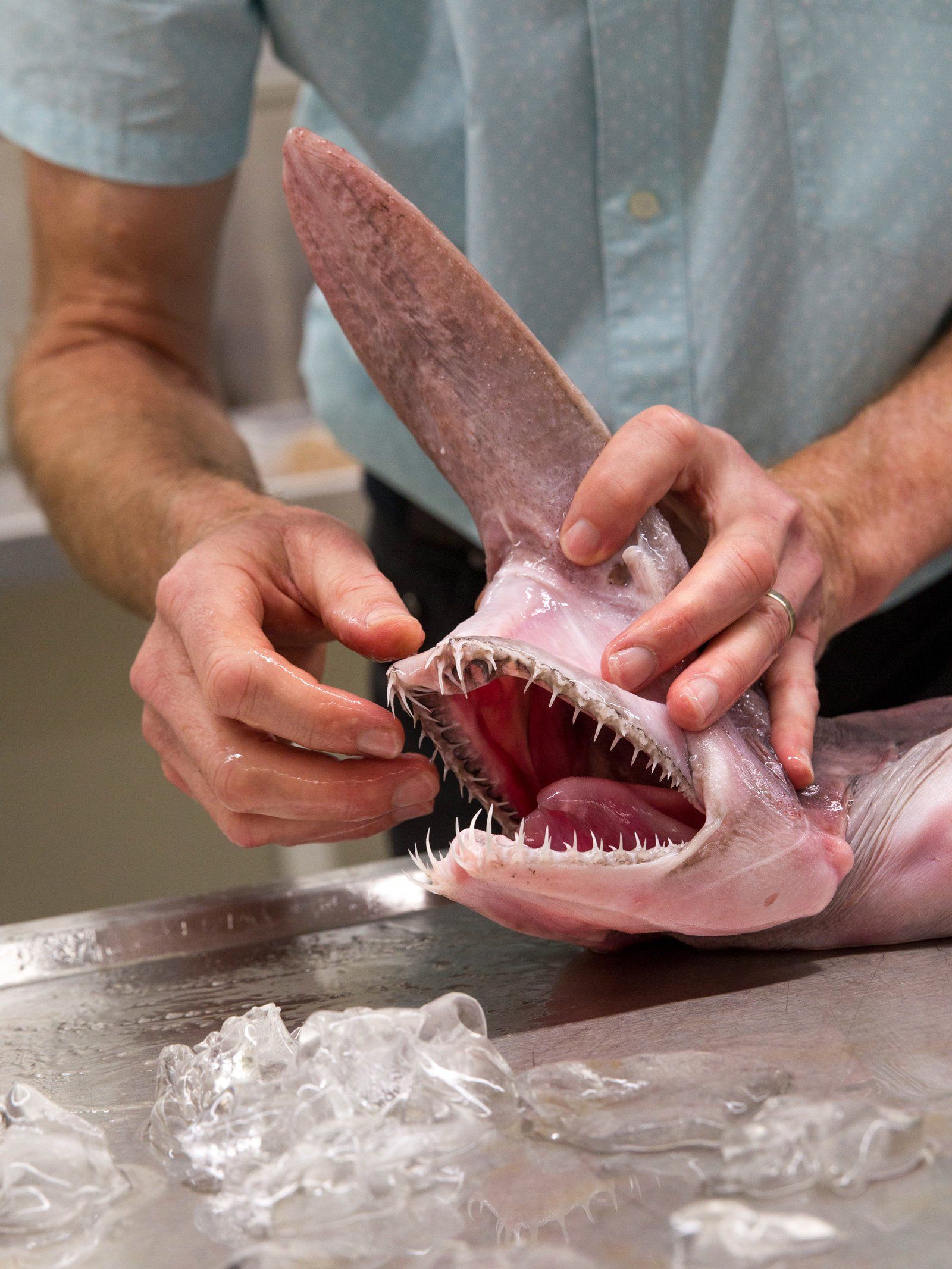 1600x2133 Goblin Shark Australian Museum