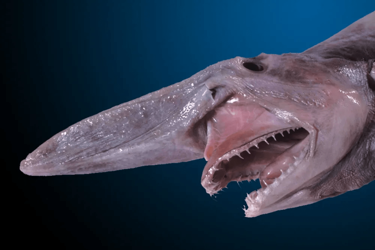 1210x807 Extraordinary Sharks That Live in Deep Sea Waters