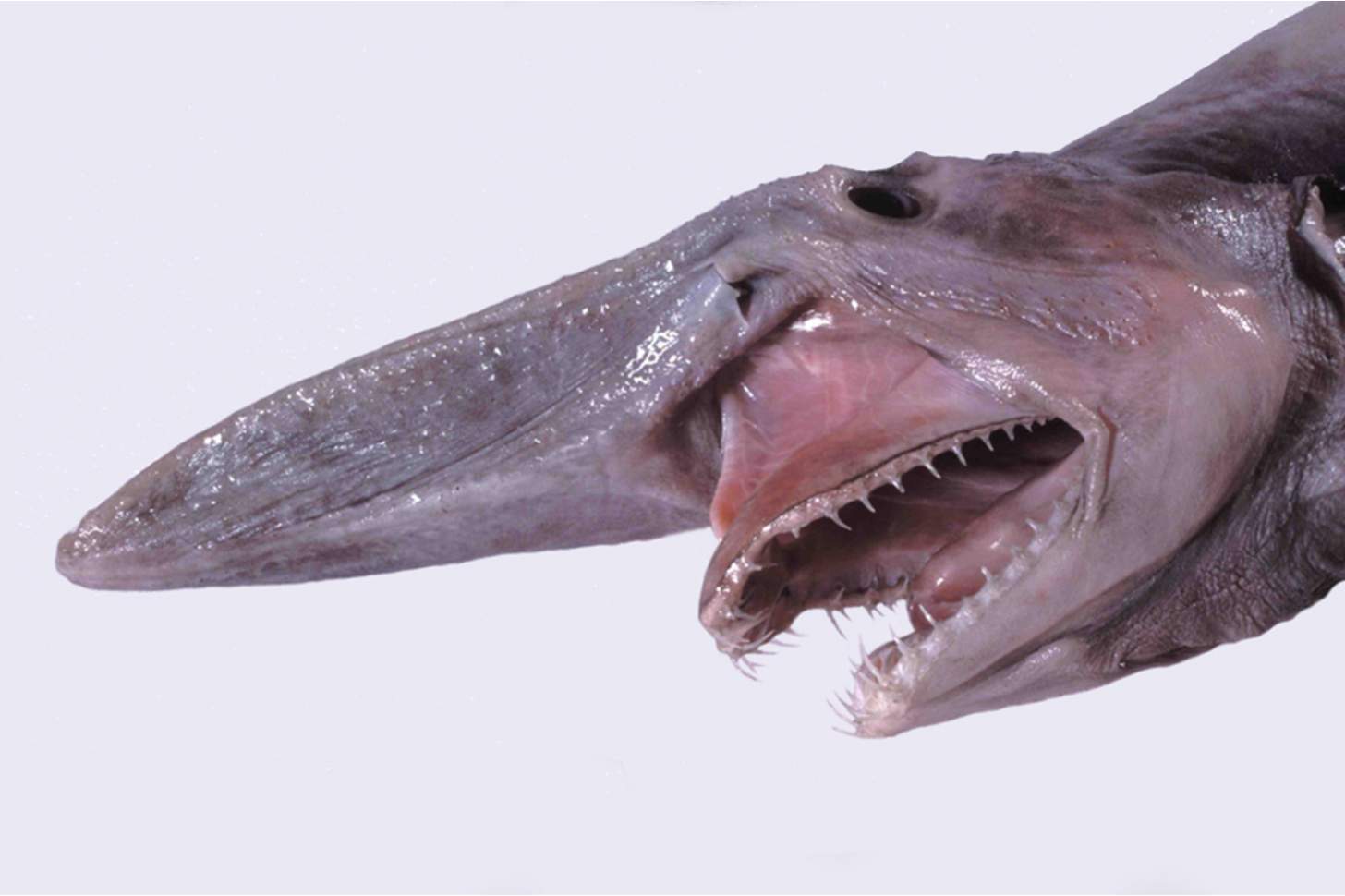 1456x970 Goblin sharks have been called 'nightmare fuel, ' but these picture prove how cute they can actually be