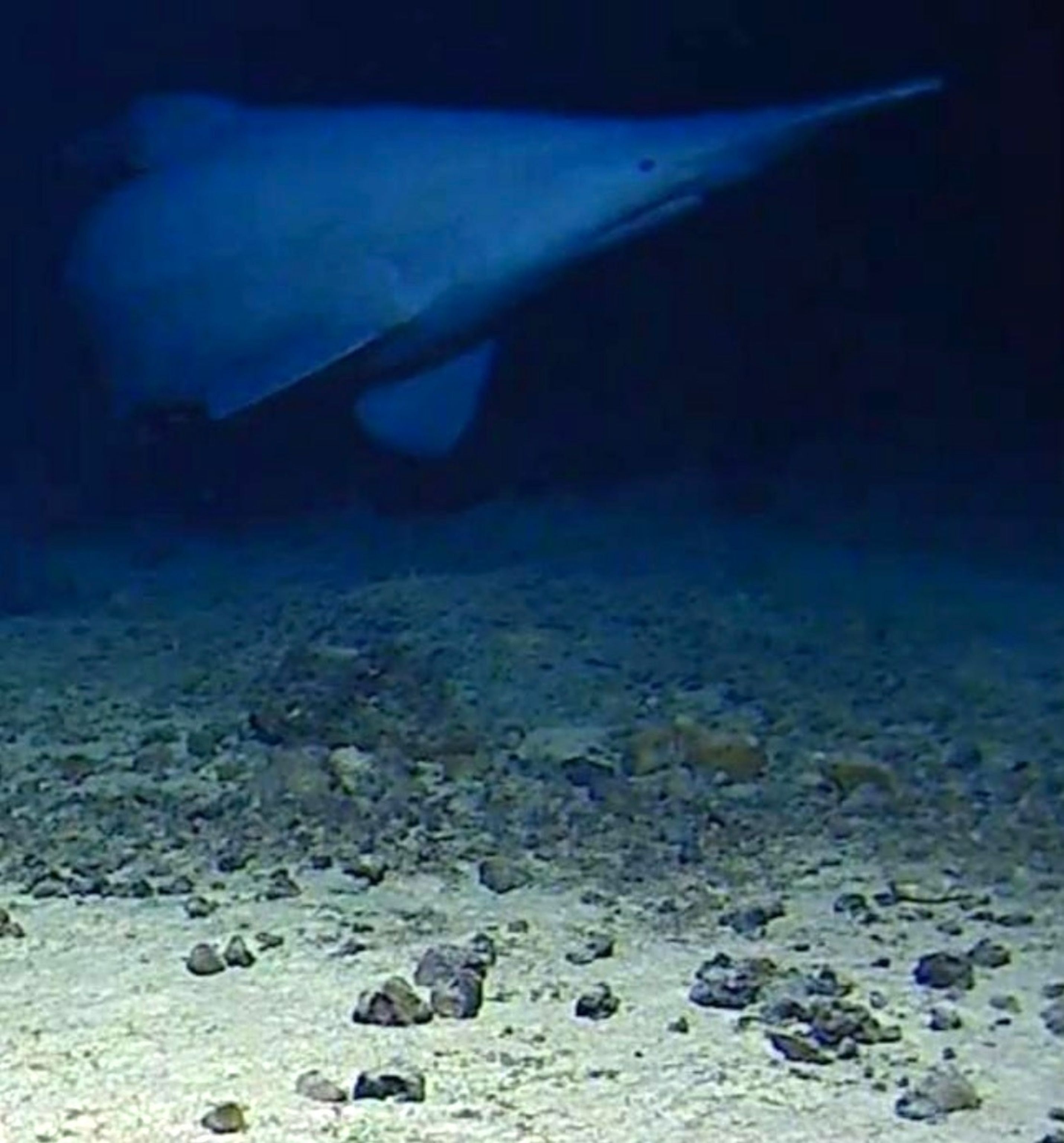 2860x3072 Rare goblin shark filmed in the wild for the 1st time, study says