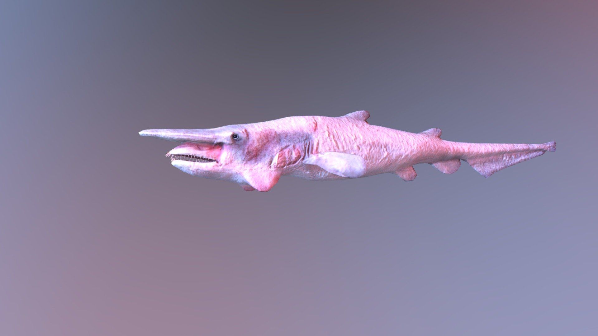 1920x1080 Goblin Shark model by 3Dlowpoly [24b9d16]
