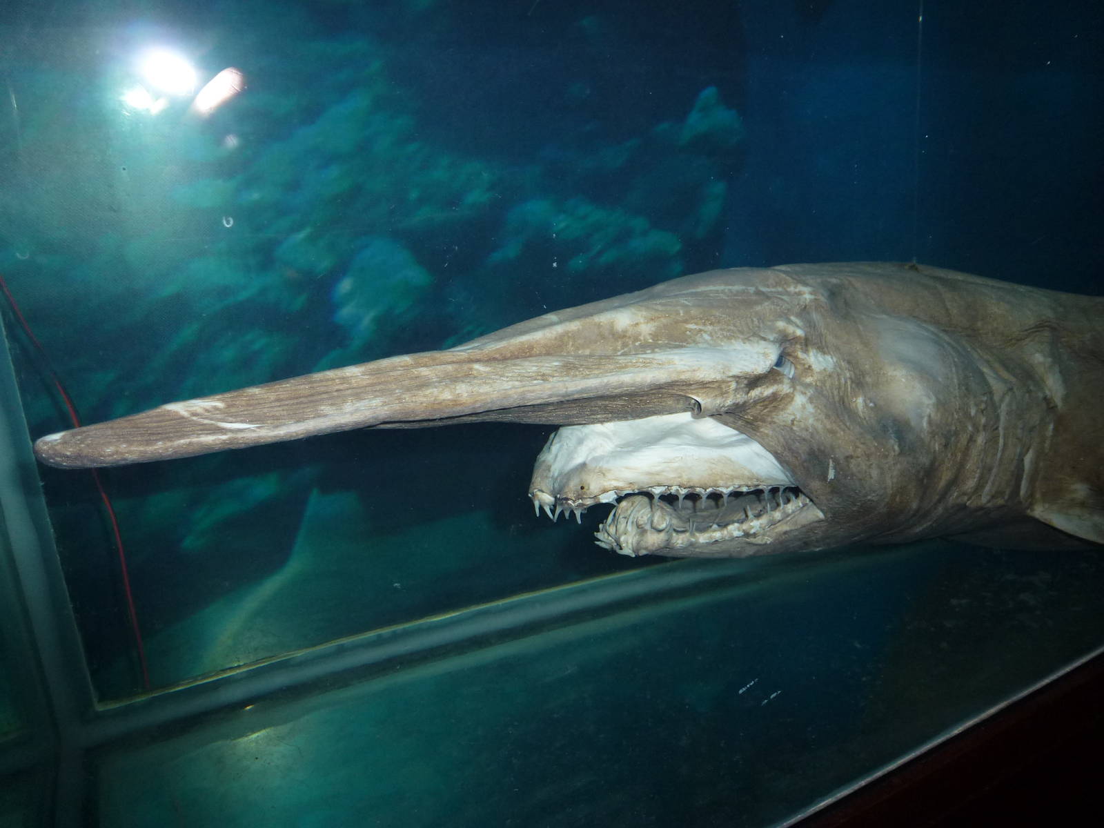 1600x1200 Goblin shark, November 2013
