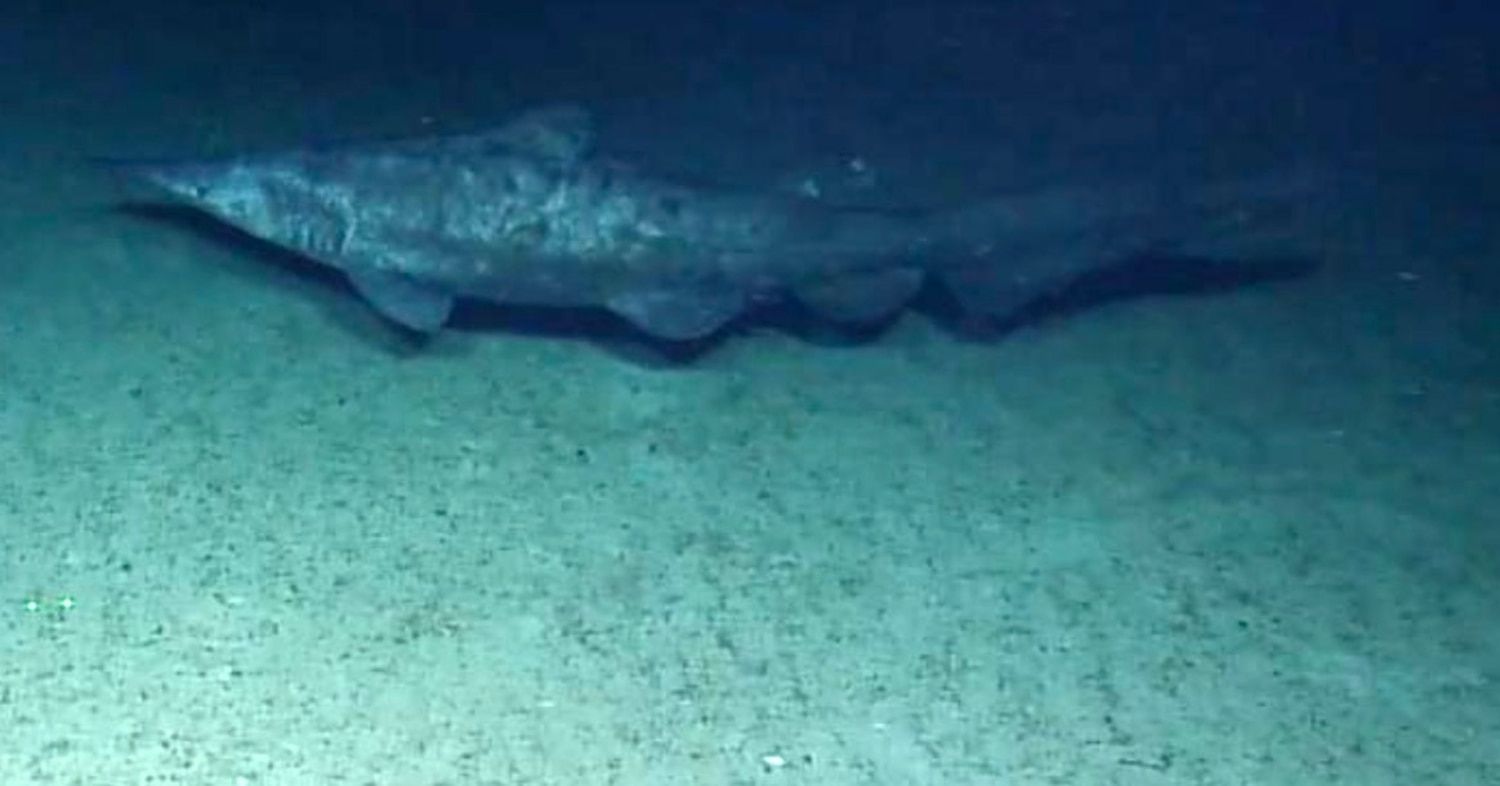 1500x786 Rare goblin shark filmed in the wild for the 1st time, study says