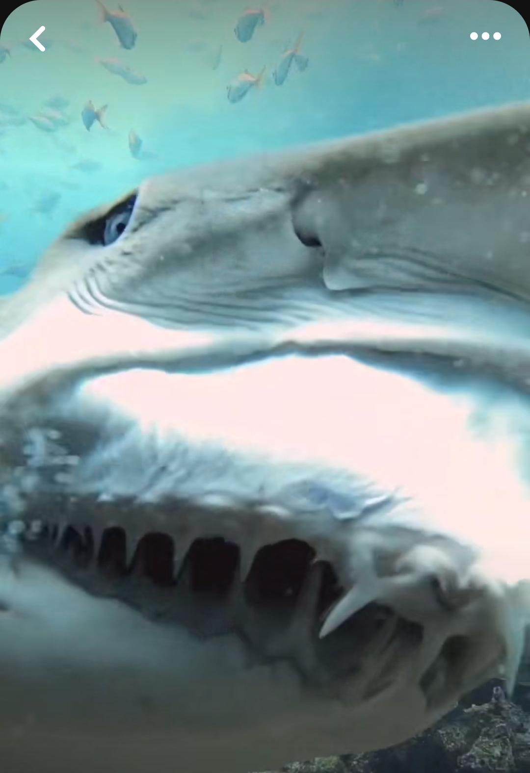 1080x1576 This isn't a Goblin shark right?