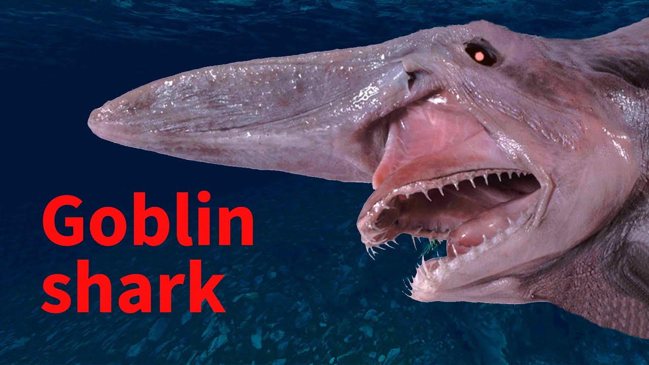 1280x720 The Goblin Shark Sea Monster