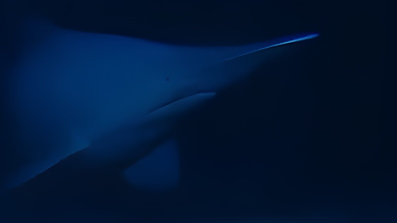 1600x900 First Ever Recording: Rare Goblin Shark Filmed Alive For The Very First Time! WATCH HERE