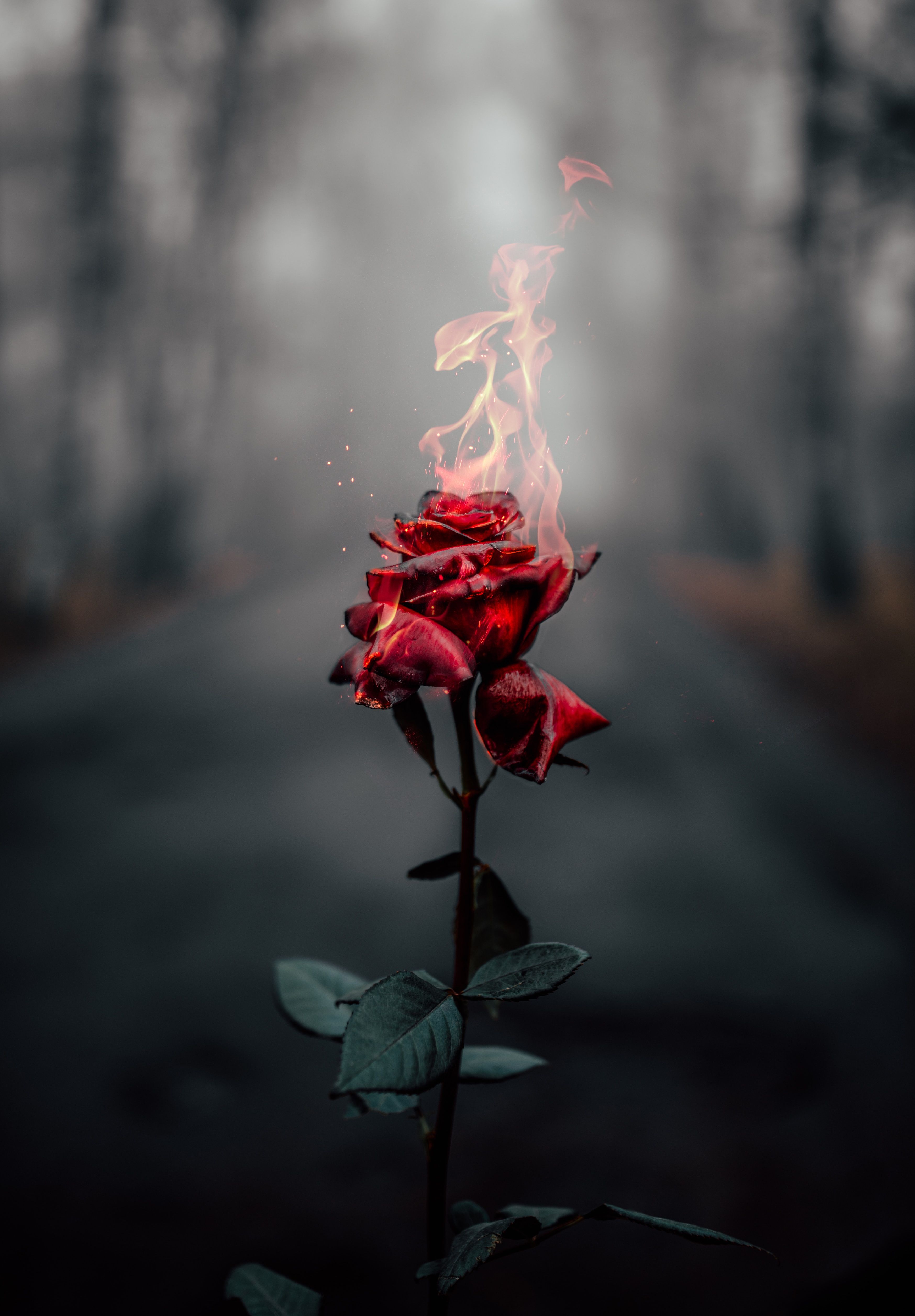 3495x5029 Dark Phone Wallpaper: Free 4K & HD Downloads