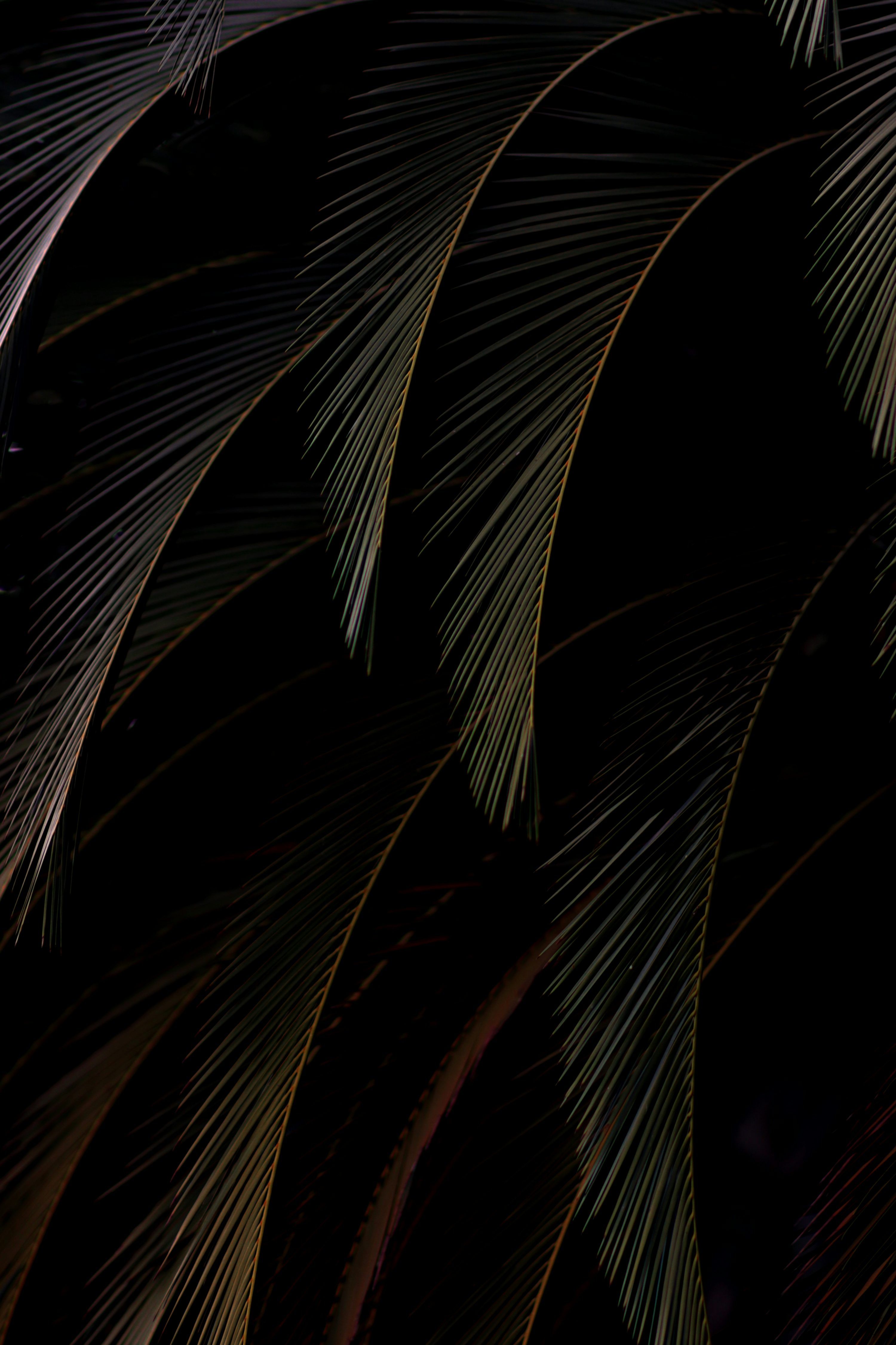 3000x4500 4K Mobile Wallpaper Free Image