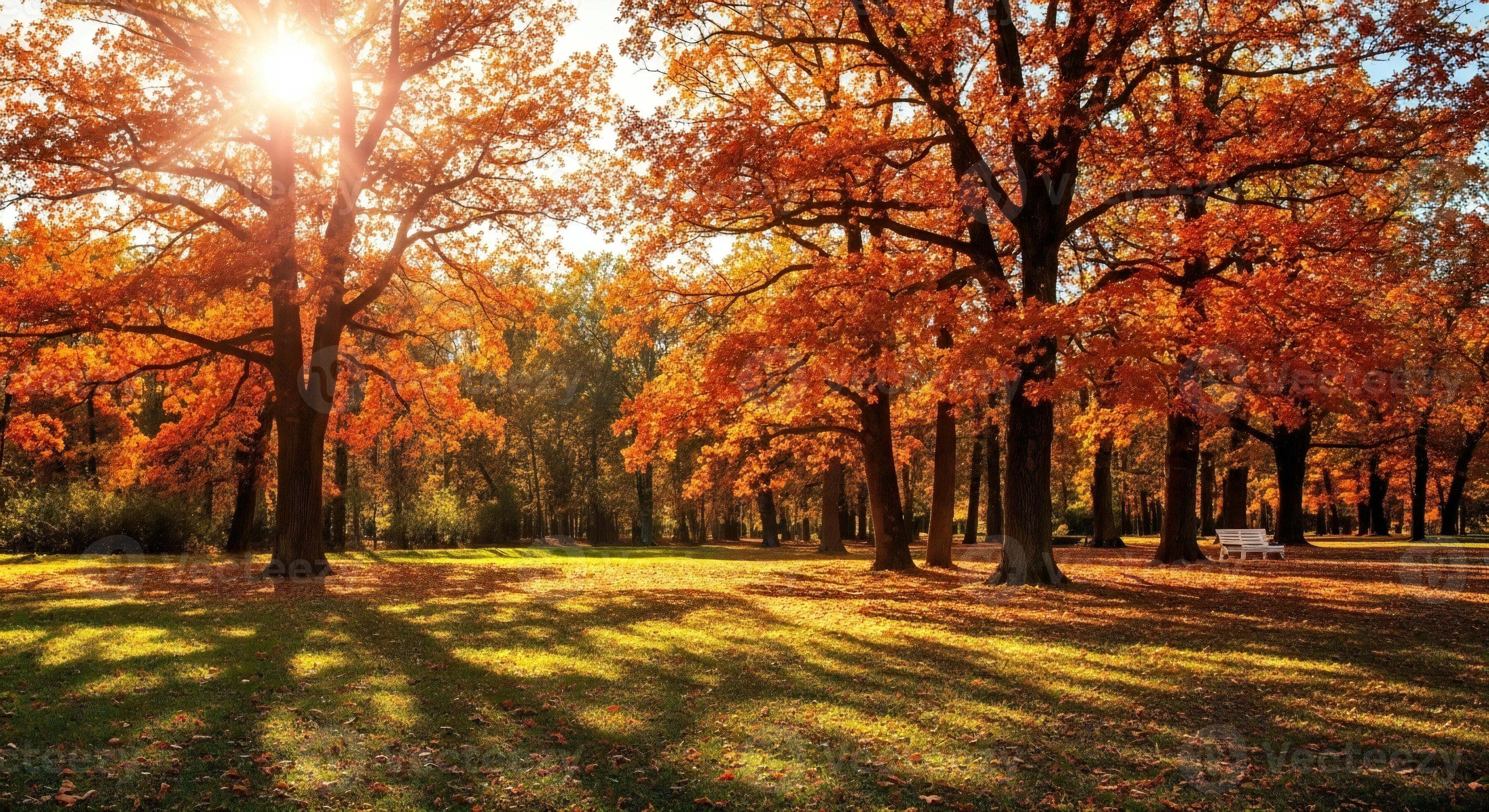 3593x1960 Nature background, Nature wallpaper, Warm autumn sunlight filters through vibrant orange oak trees onto a grassy lawn with scattered leaves