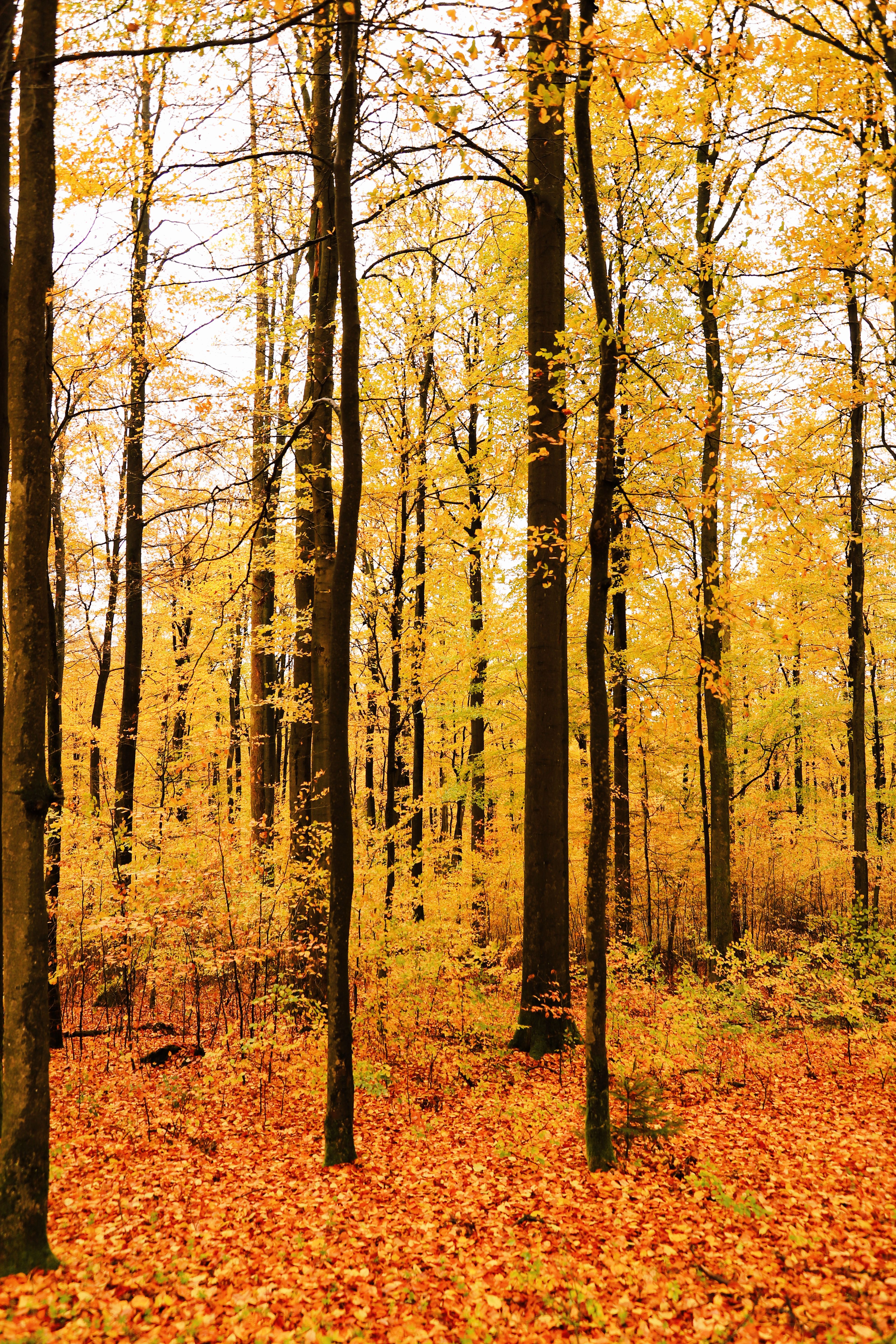 4012x6018 Warm Forest Photo, Download The BEST Free Warm Forest & HD Image