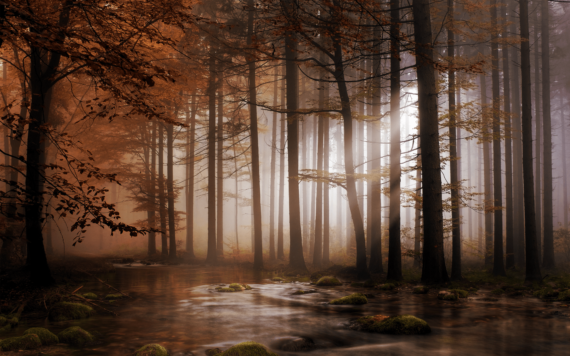 1920x1200 Mystic Forest Nature Wallpaperx1200