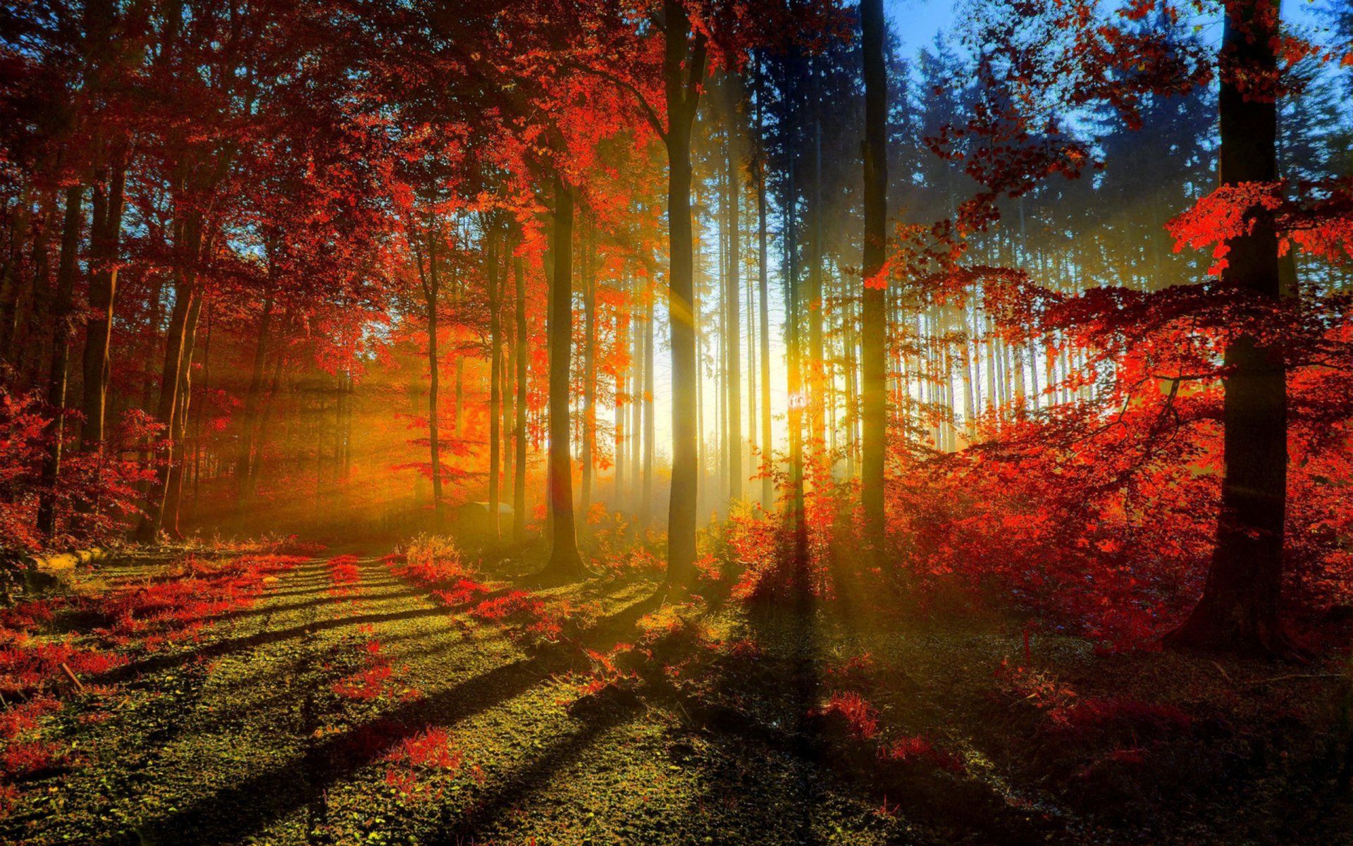 1920x1200 Autumn Sunbeams: HD Wallpaper of a Forest Wonderlandx1600