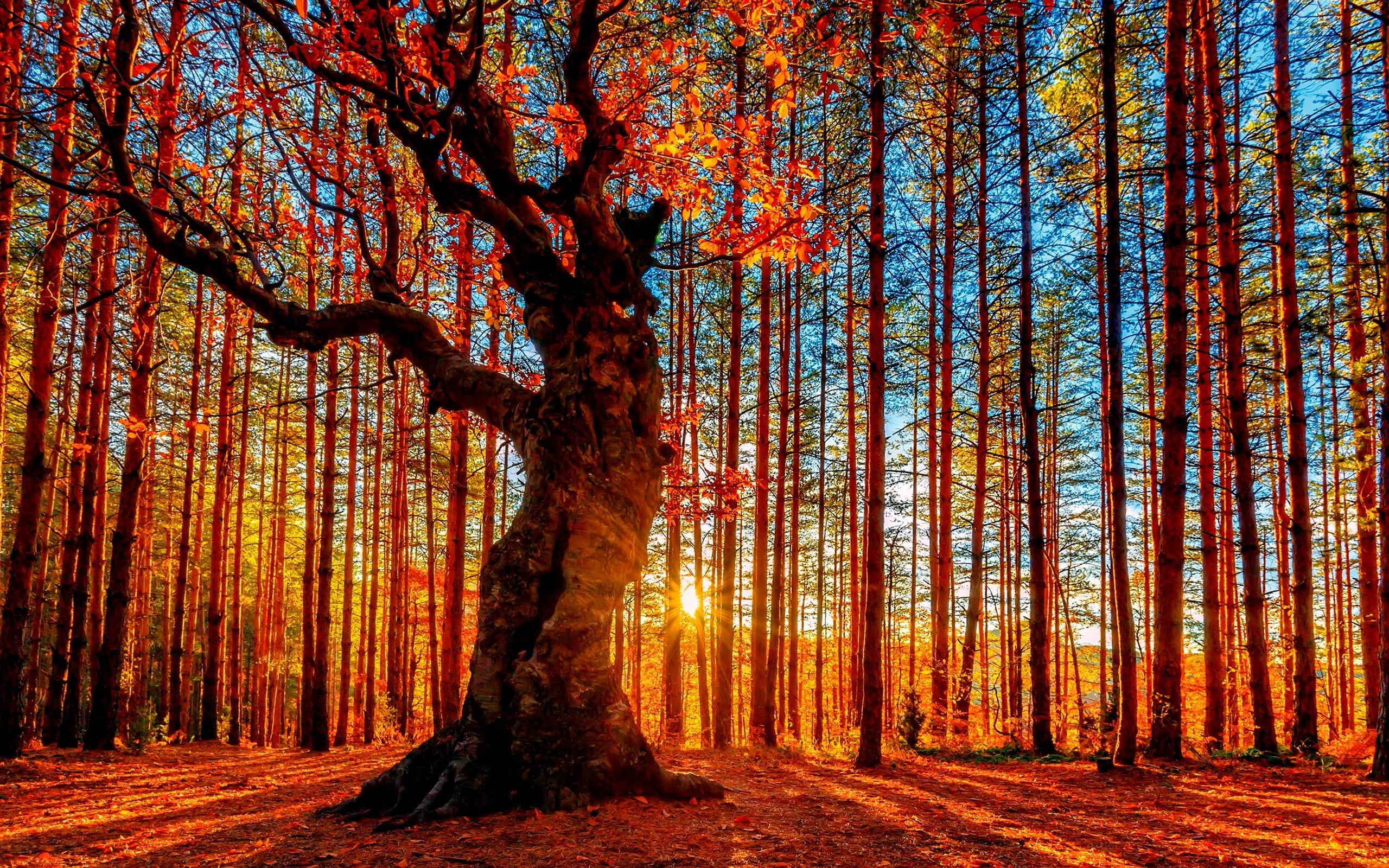 2560x1600 Warm Spring Forest Wallpaper