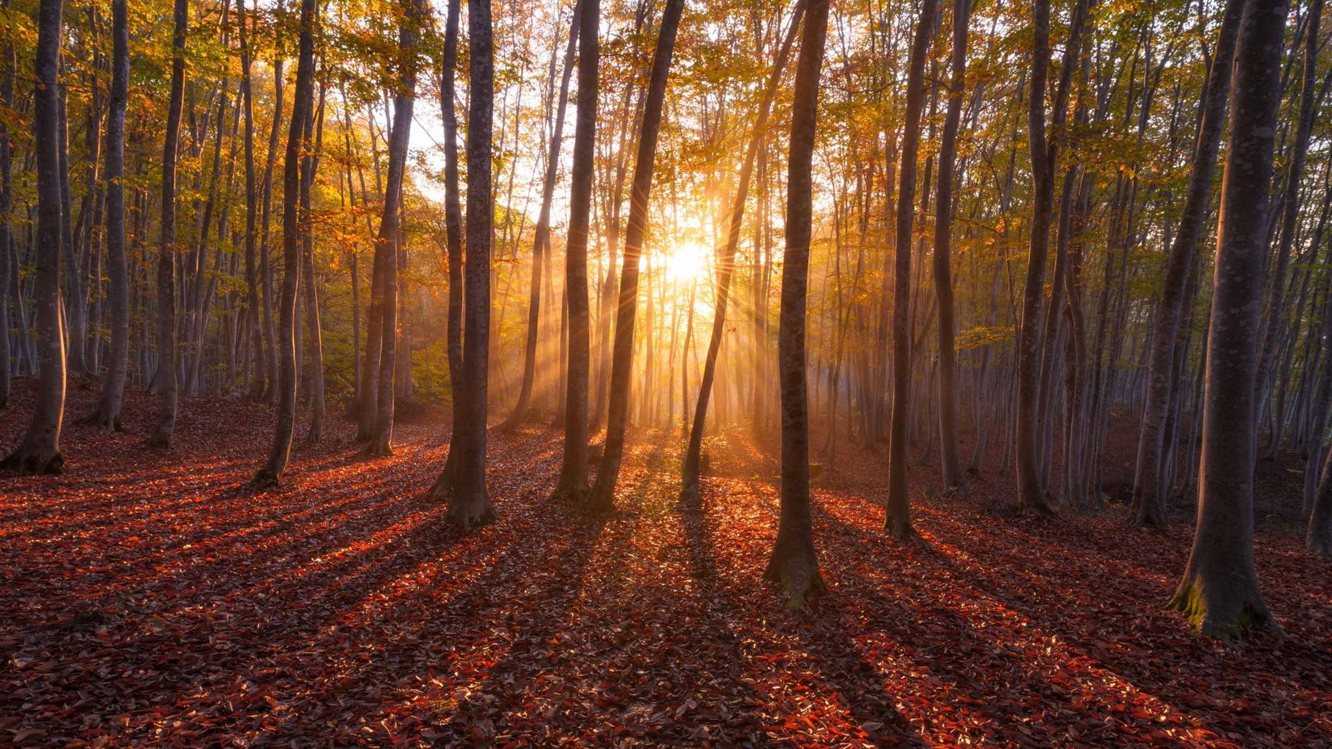 1920x1080 Warm Sunrise Forest MacBook Air Wallpaper Download