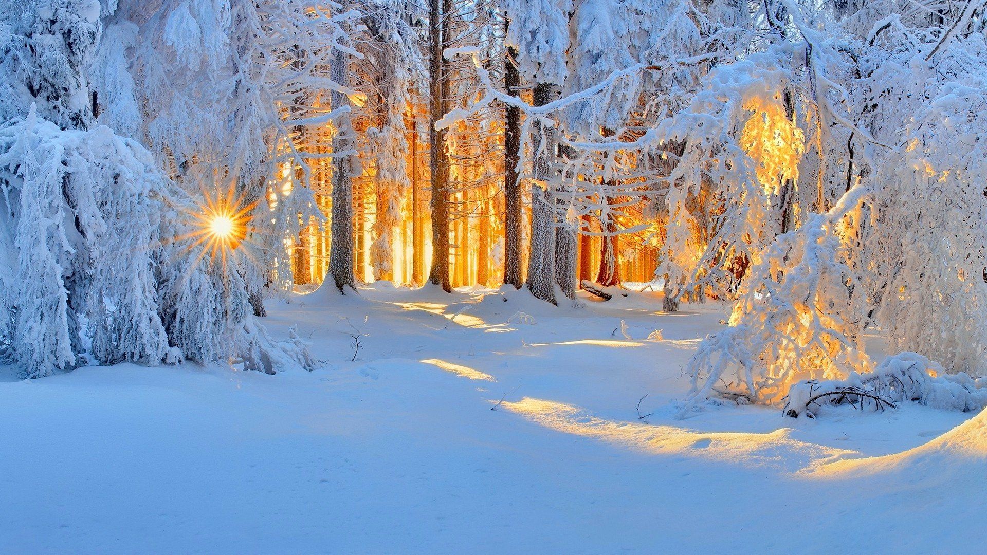 1920x1080 Winter Sunset Glow: Serene Snowy Forest HD Wallpaperx1080