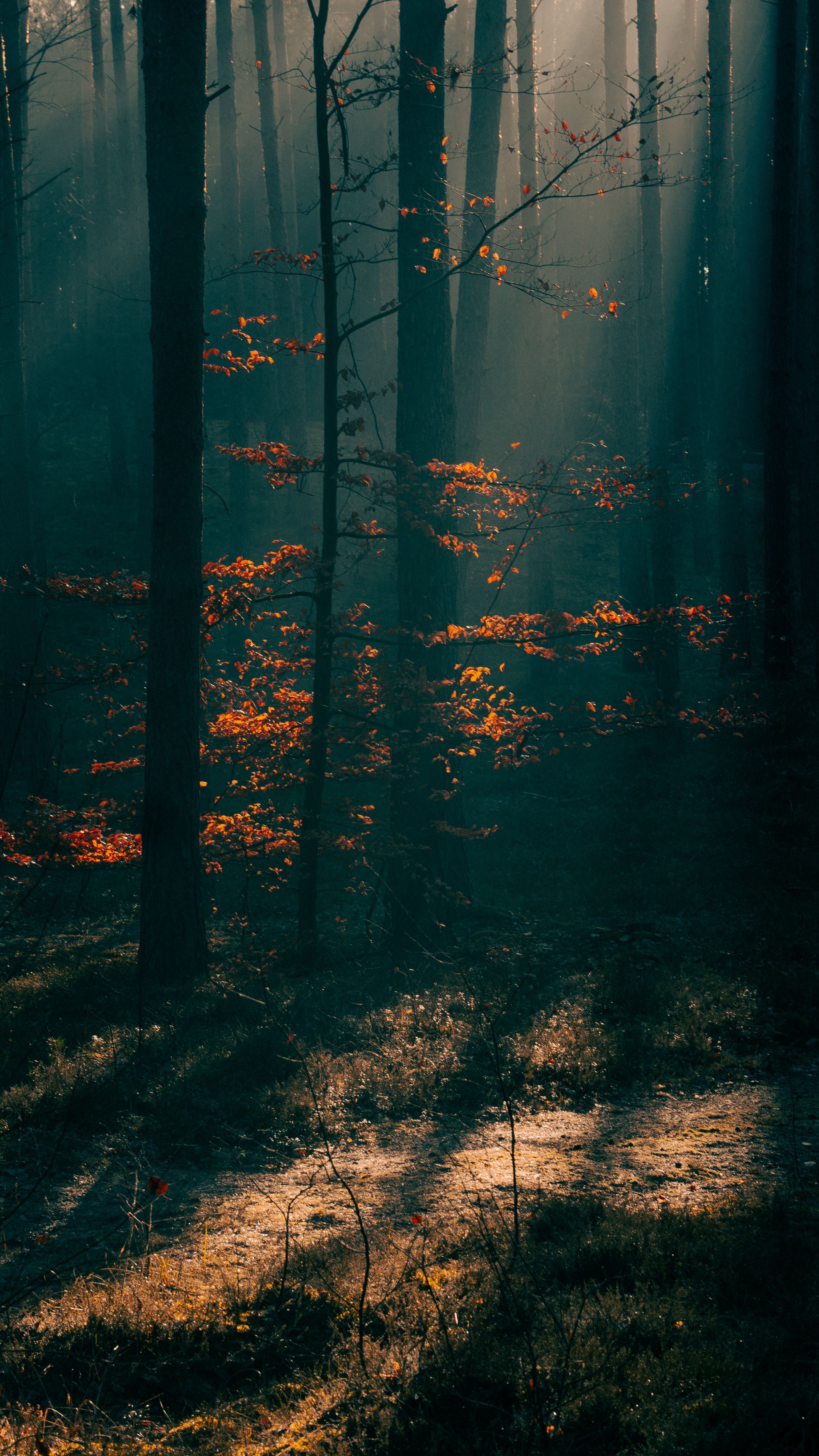 2765x4916 Misty Autumn Forest in Warm Morning Light · Free