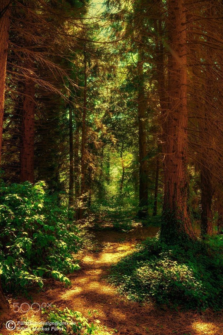 736x1104 Enchanted Forest Wallpaper. Forest landscape with trees and sunlight, Forest path with warm sunlight, Sunlit forest path with ferns