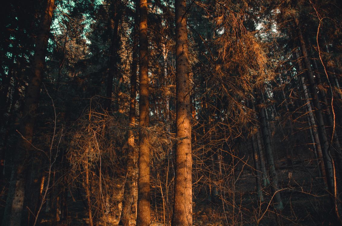1133x750 Photo of Forest during Sunset · Free