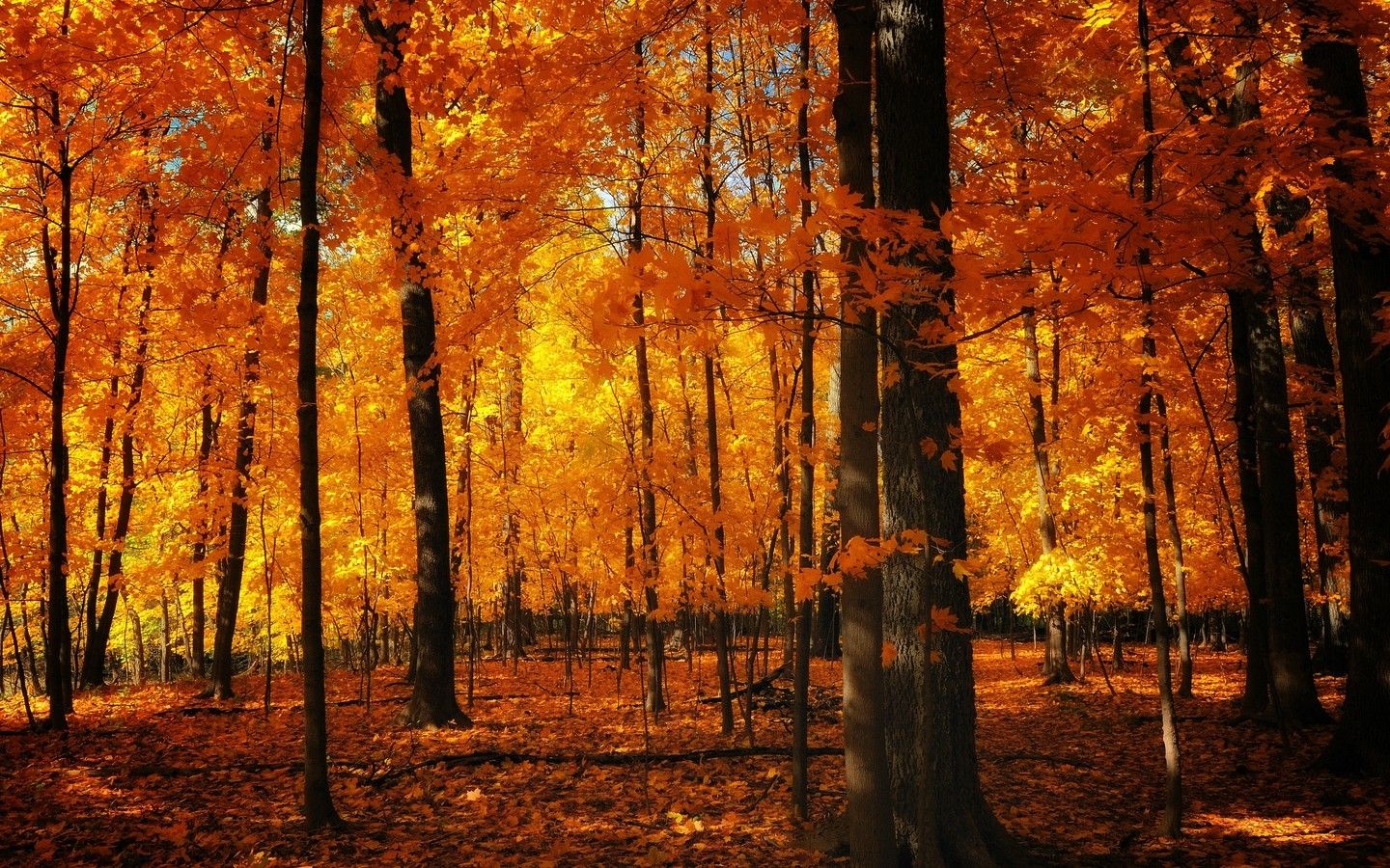 1440x900 autumn, Forests Wallpaper HD / Desktop and Mobile Background