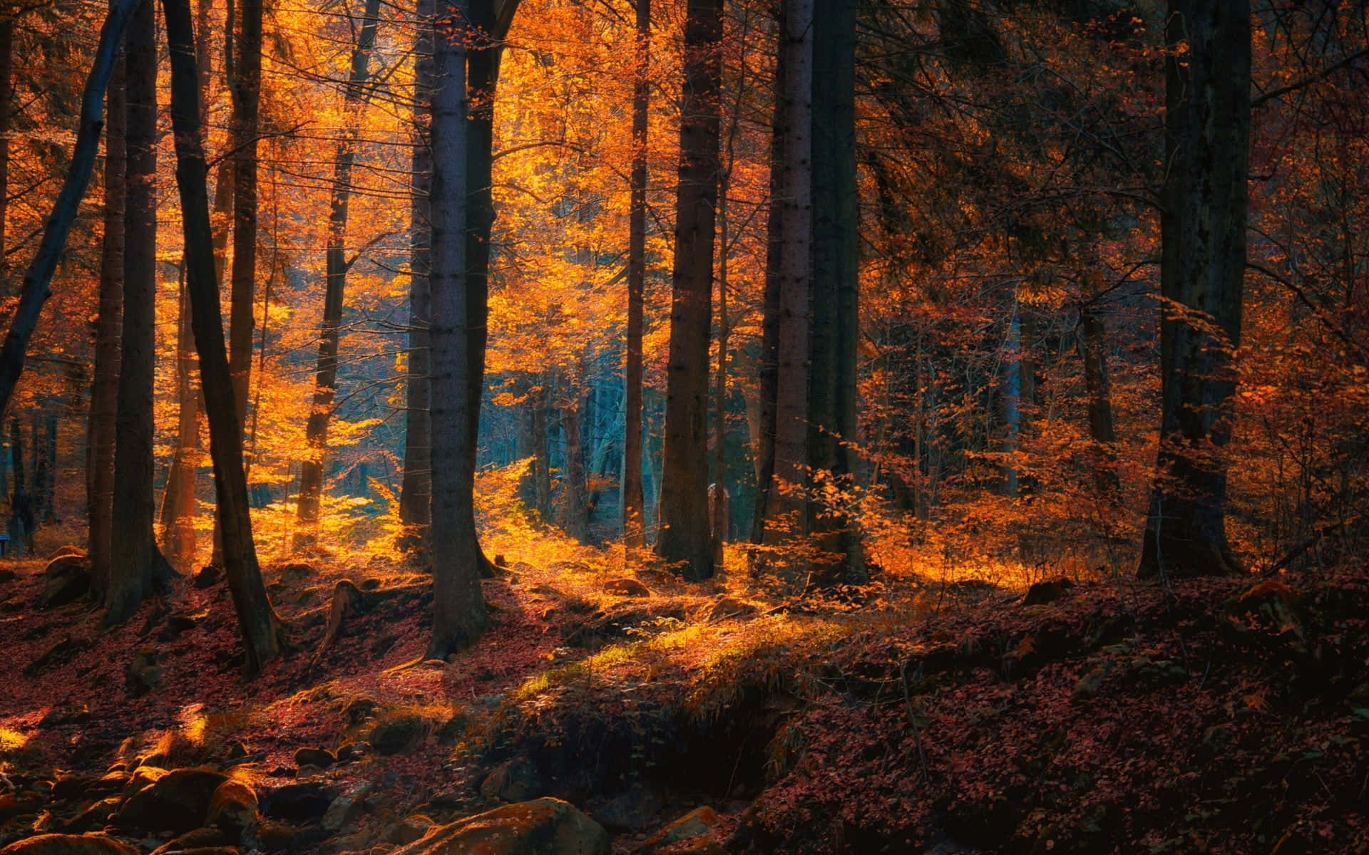 1920x1200 Brown Forest Wallpaper