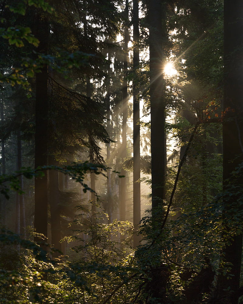 800x1000 Light in the forest, golden hour, mountain, sun, sunlight, sunset, sweden, tree, HD phone wallpaper