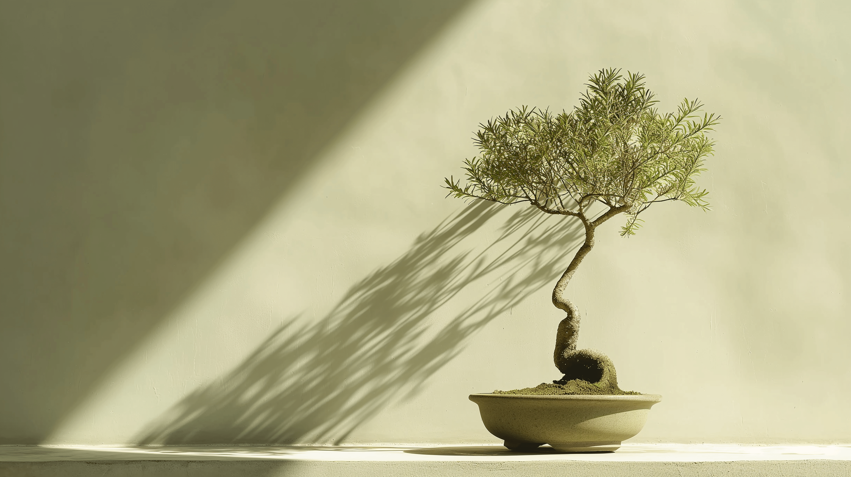 2912x1632 Zen Wallpaper. Bonsai and Shadow Mural Wallpaper