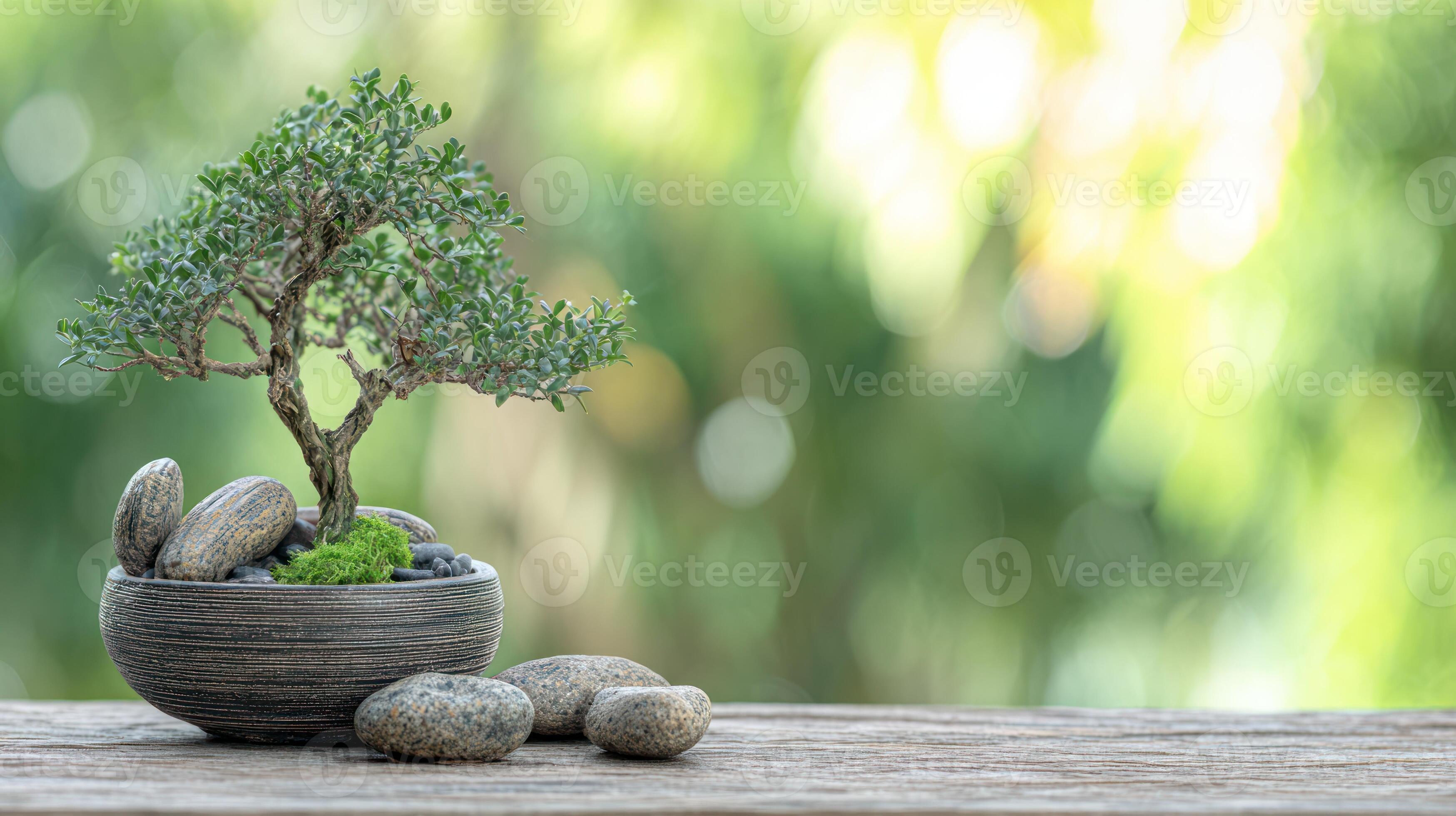 3497x1960 Zen Bonsai Tree in Pot with Rocks, Serene Nature Background, organic