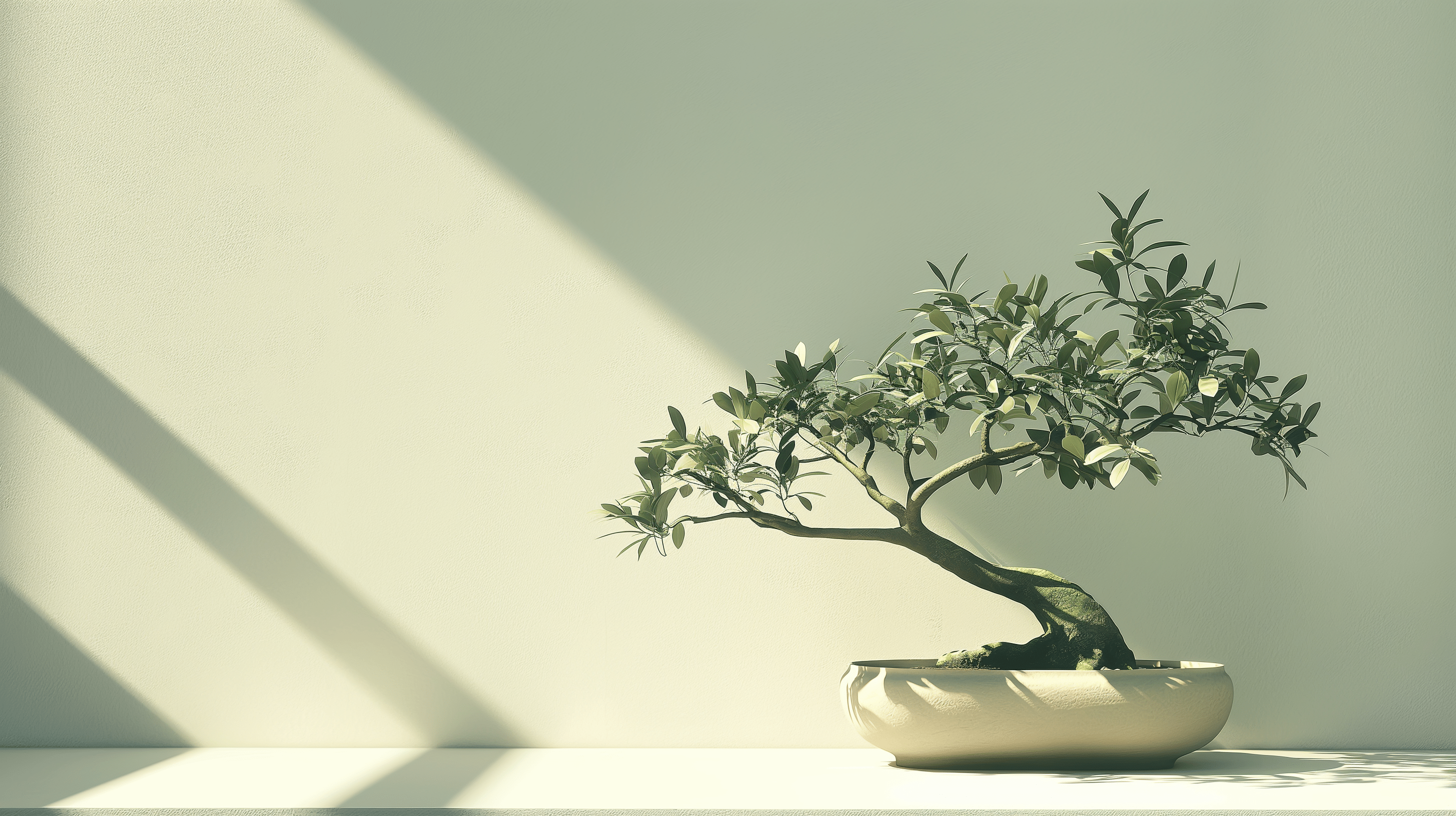 2912x1632 Zen Wallpaper. Bonsai on Olive Green Background