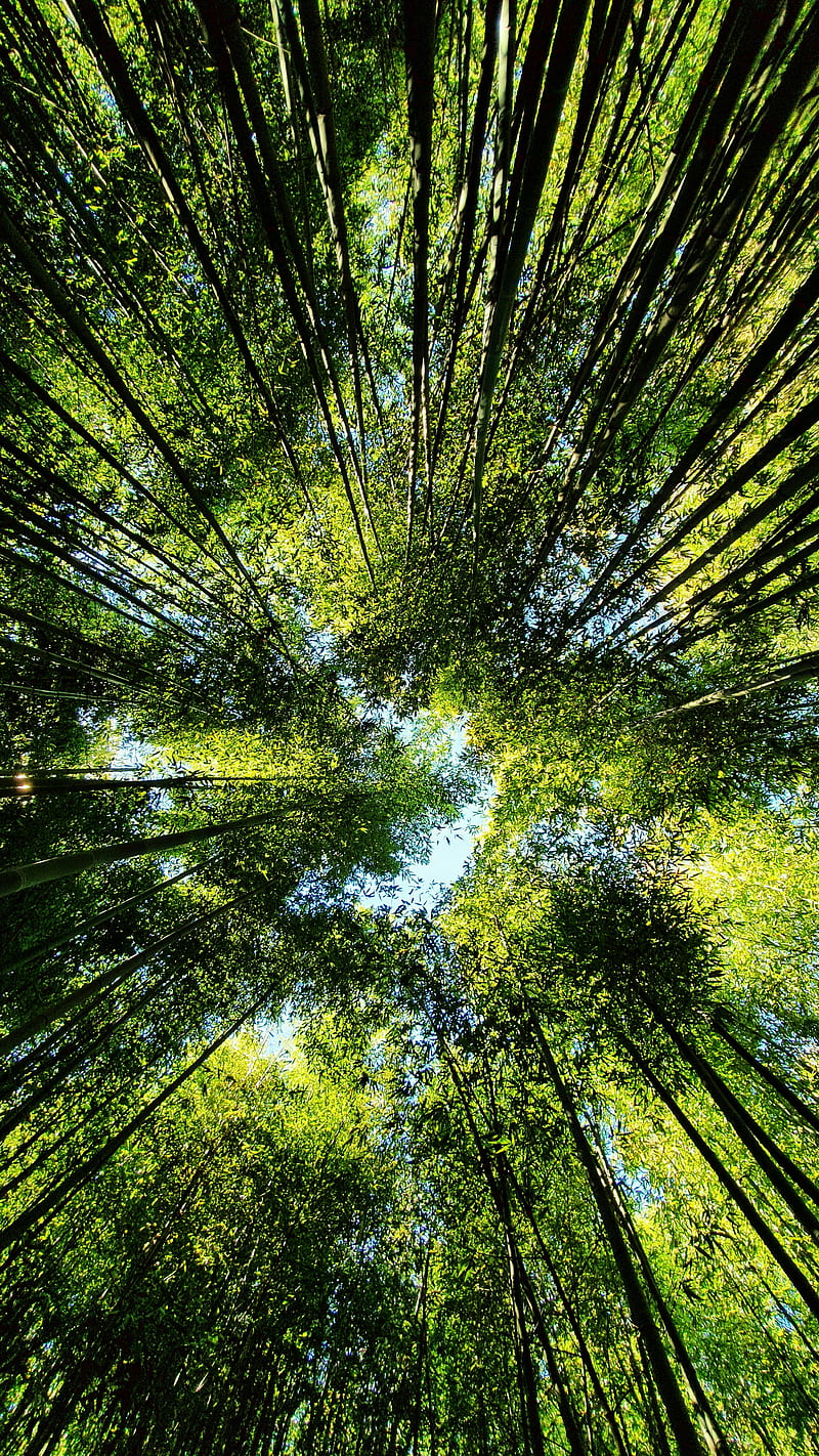 800x1422 Bamboo zen, forest, nature, tree, trees, HD phone wallpaper