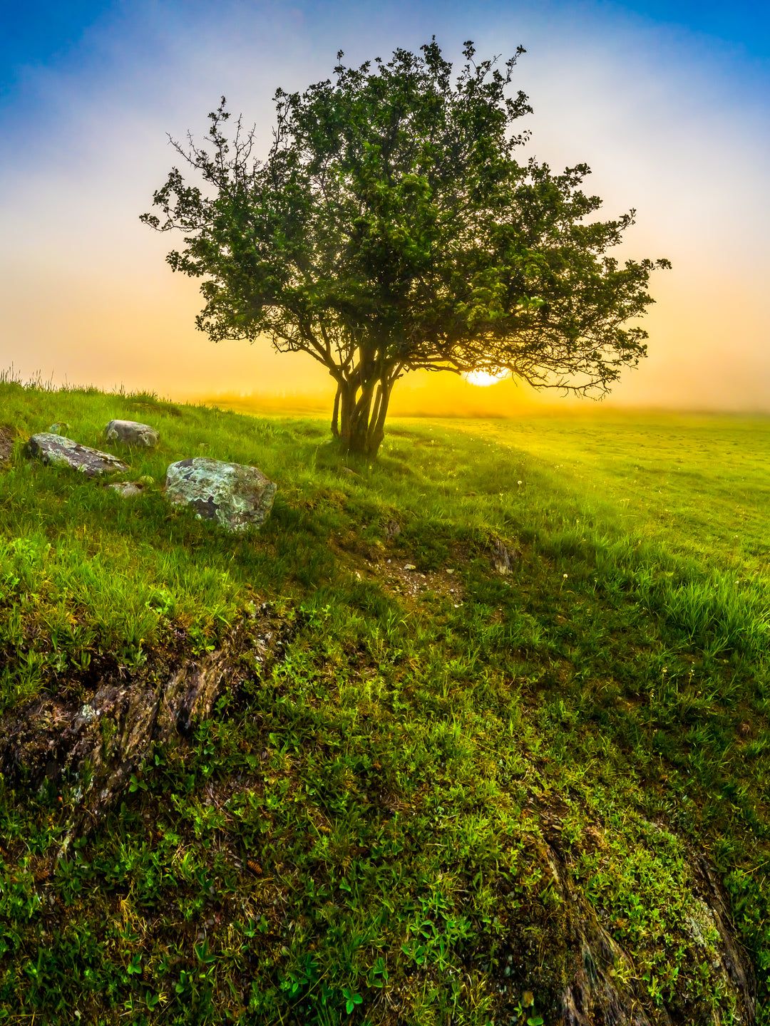 1080x1440 Tree of Zen