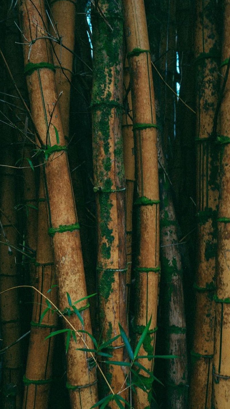 800x1422 Zen To Zen, bamboo, forest, green, nature, tree, HD phone wallpaper