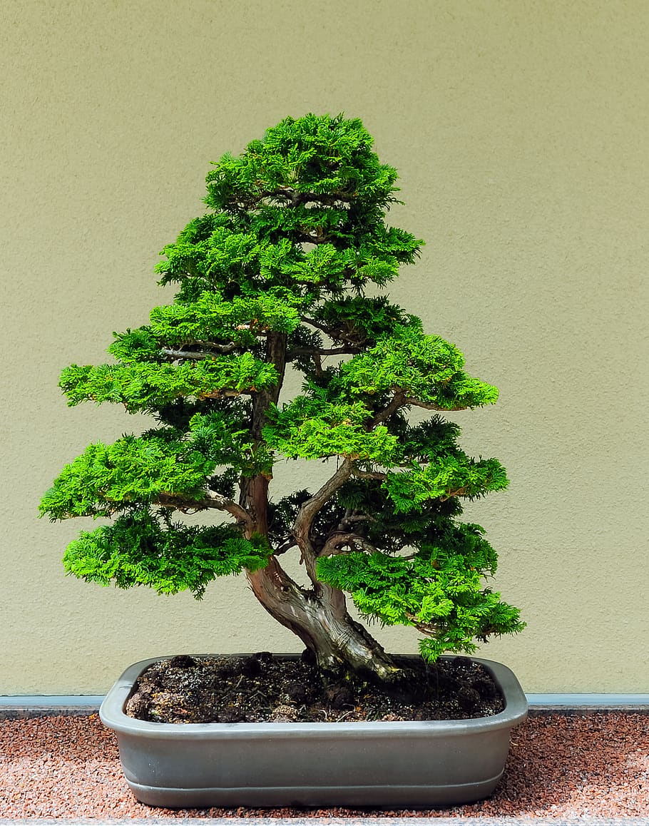 910x1158 bonsai, tree, zen, japanese, plant, growth, green color, bonsai tree
