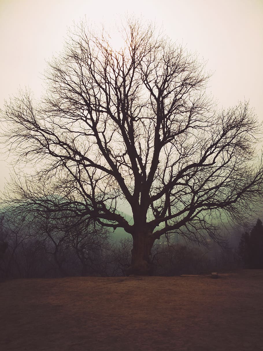 910x1213 HD wallpaper: Zen, Tree, Empty, bare tree, tranquility, nature, branch, winter