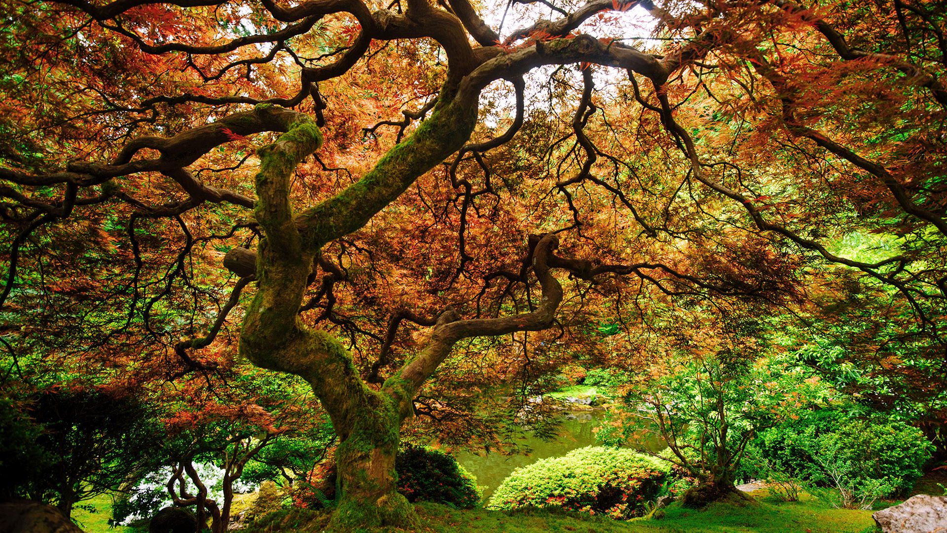1920x1080 Beautiful branches of zen tree in Portland Japanese garden, Oregon, USA. Windows Spotlight Image