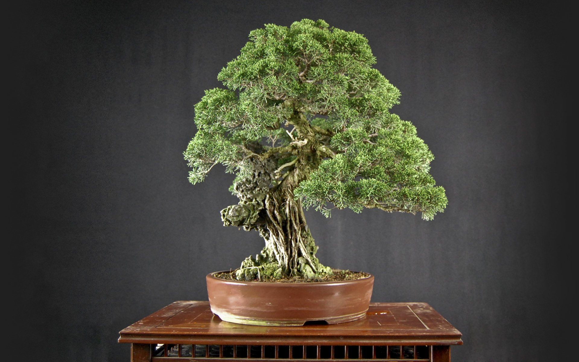 1920x1200 Zen Bonsai