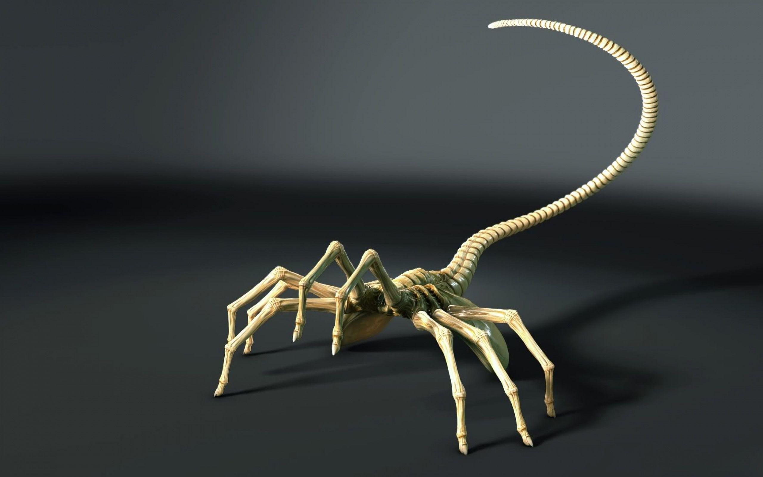 2560x1600 Scorpion Wallpaper. Cool Scorpion Wallpaper, Mechanical Scorpion Wallpaper and Tribal Scorpion Wallpaper