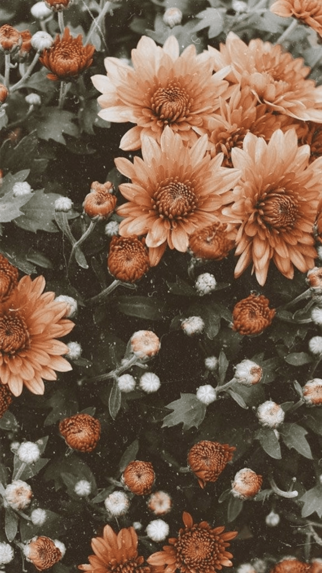 1242x2208 collage wall. Wallpaper iphone summer, Flower iphone wallpaper, Sunflower wallpaper