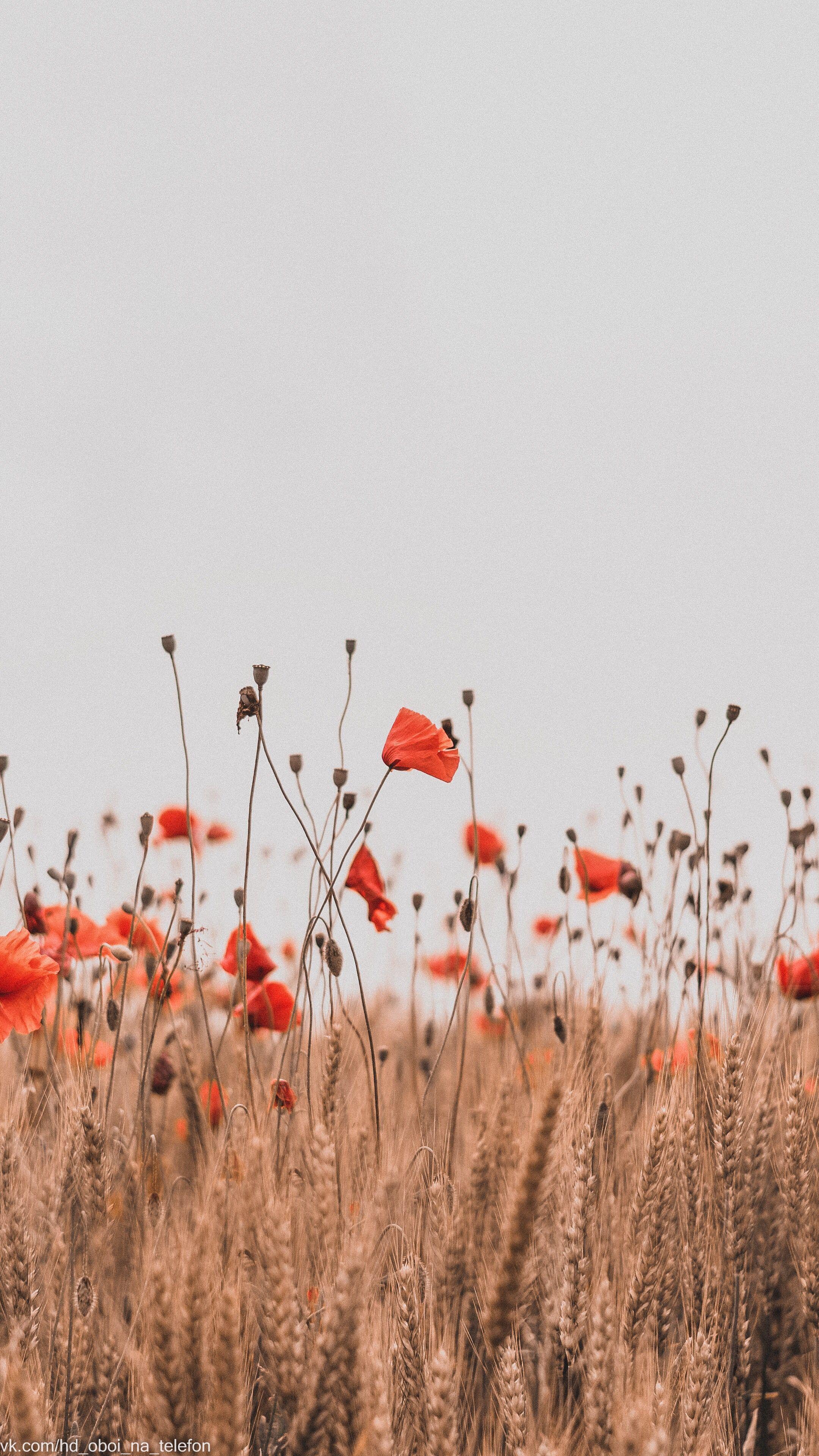 2160x3840 Flower wallpaper for phone. Field wallpaper, Flower iphone wallpaper, Flower phone wallpaper